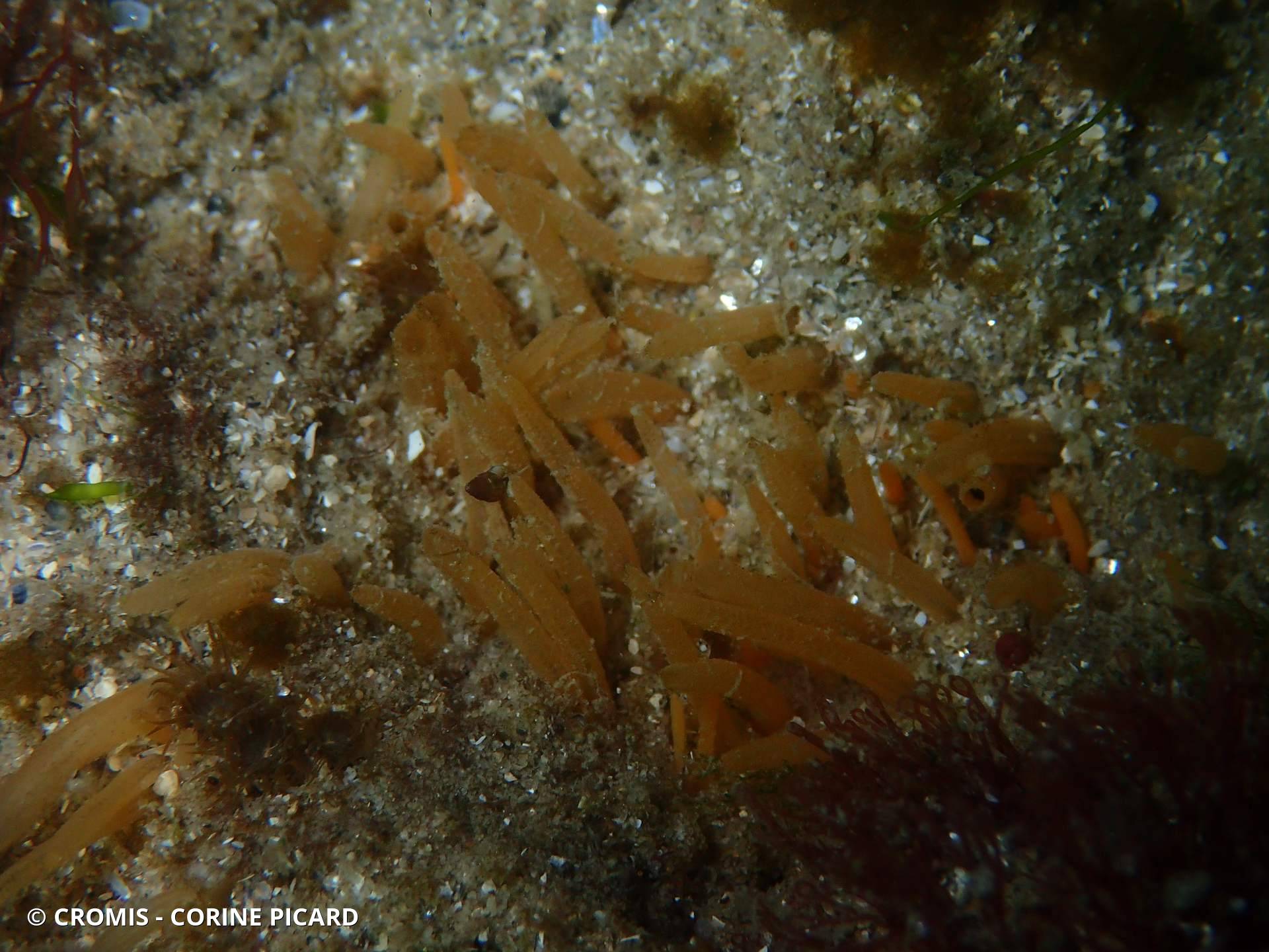 Eponge tubule