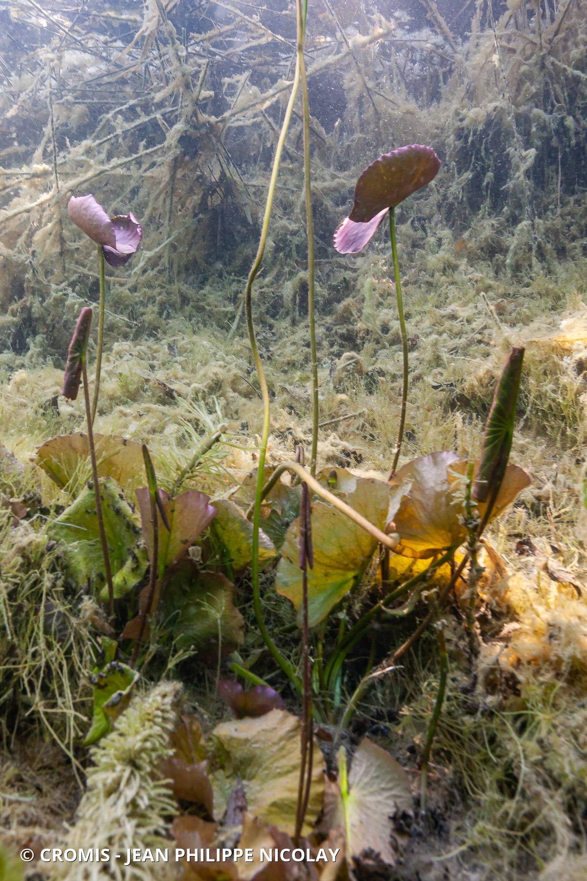 Nénuphar jaune