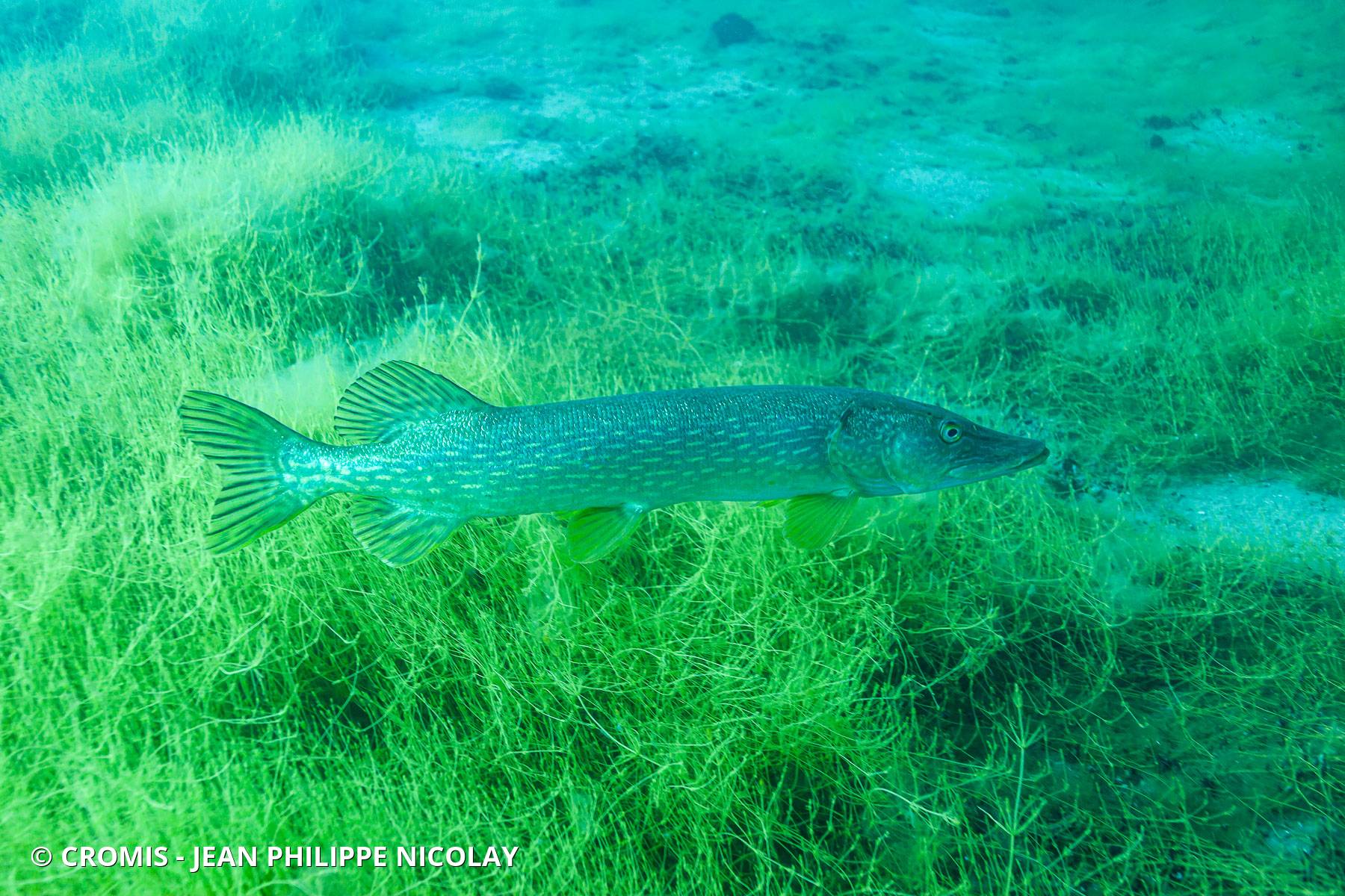 Brochet