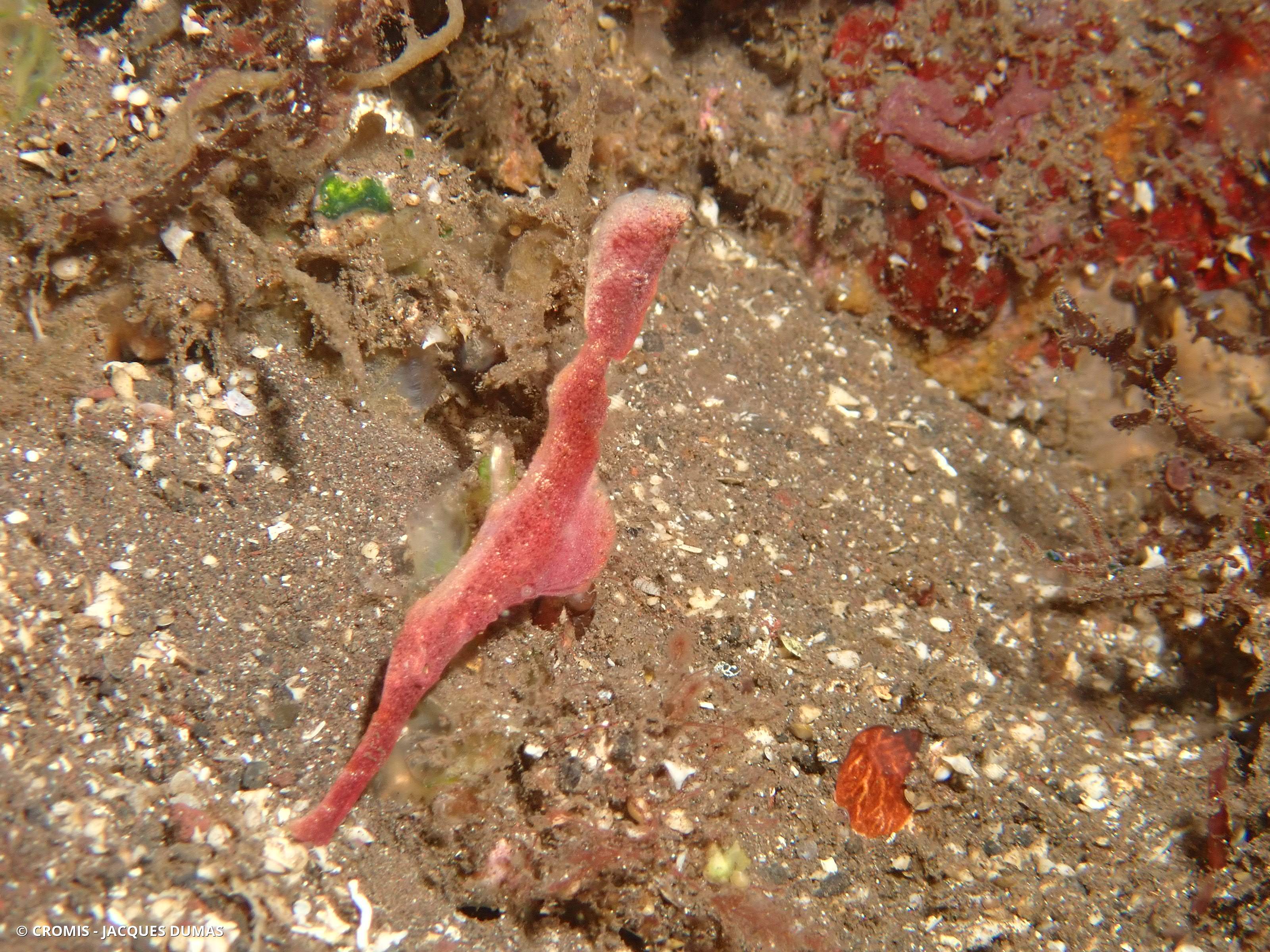 Poisson-fantôme robuste