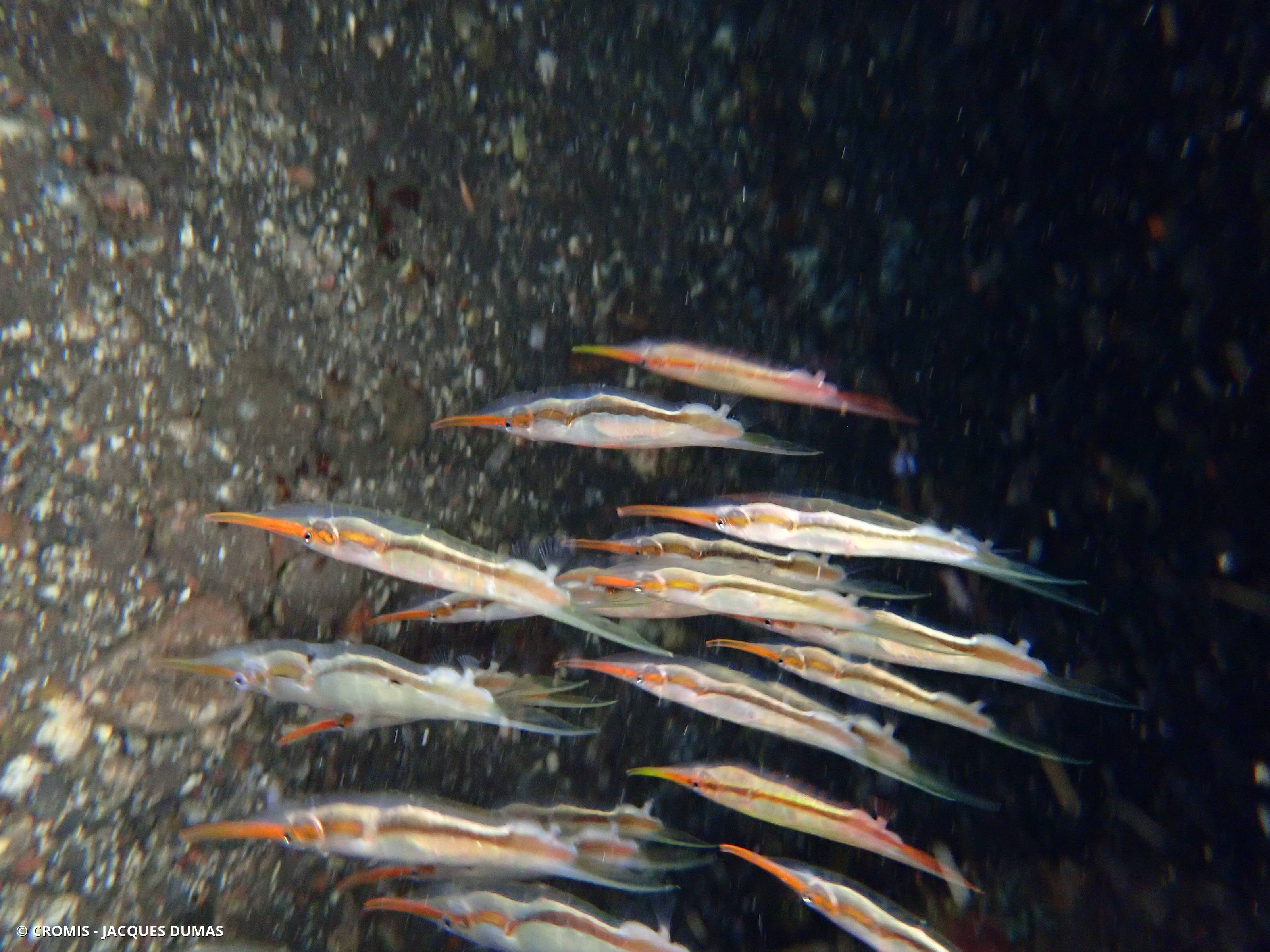 Poisson-couteau rigide