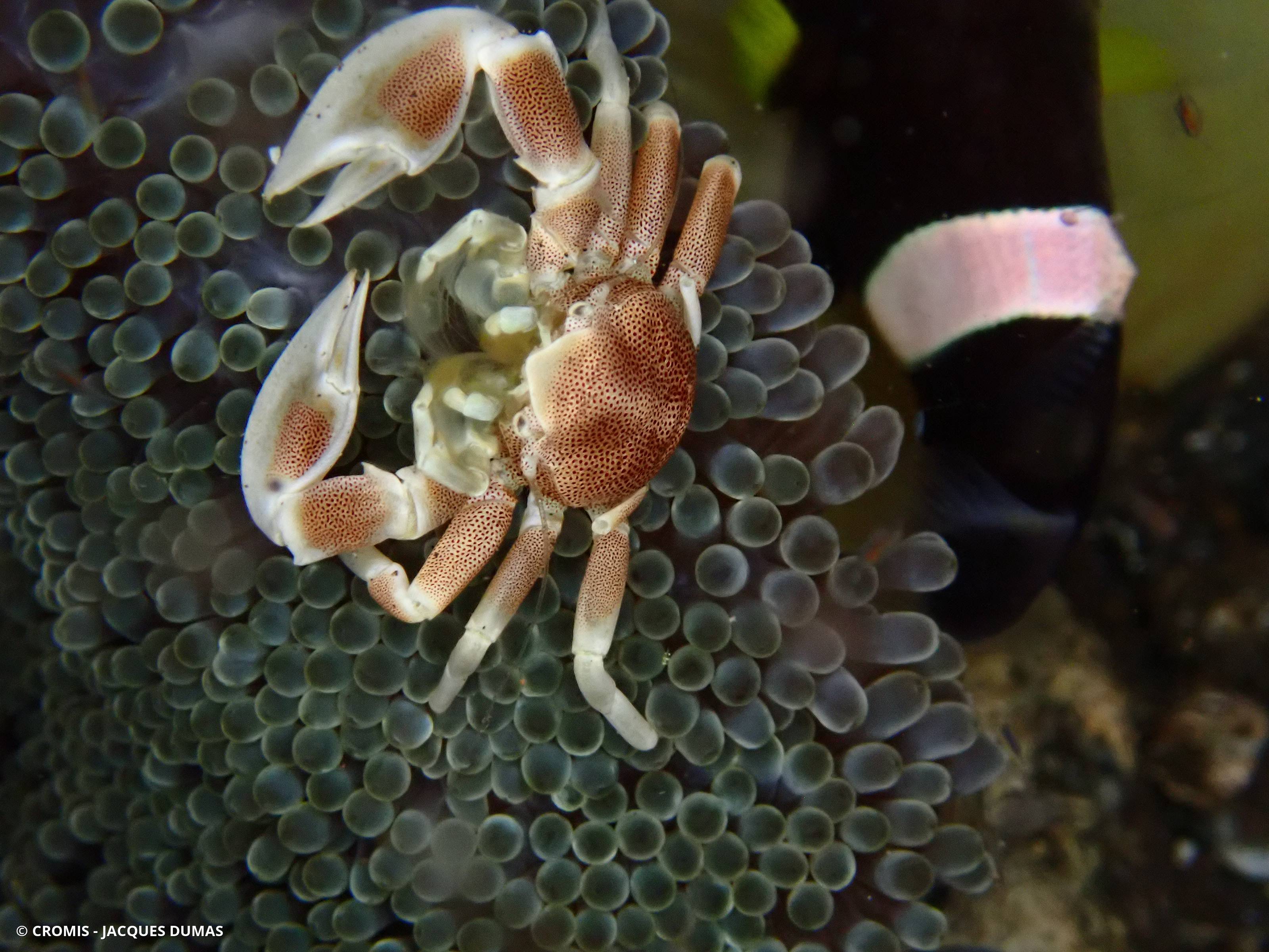 Crabe porcelaine