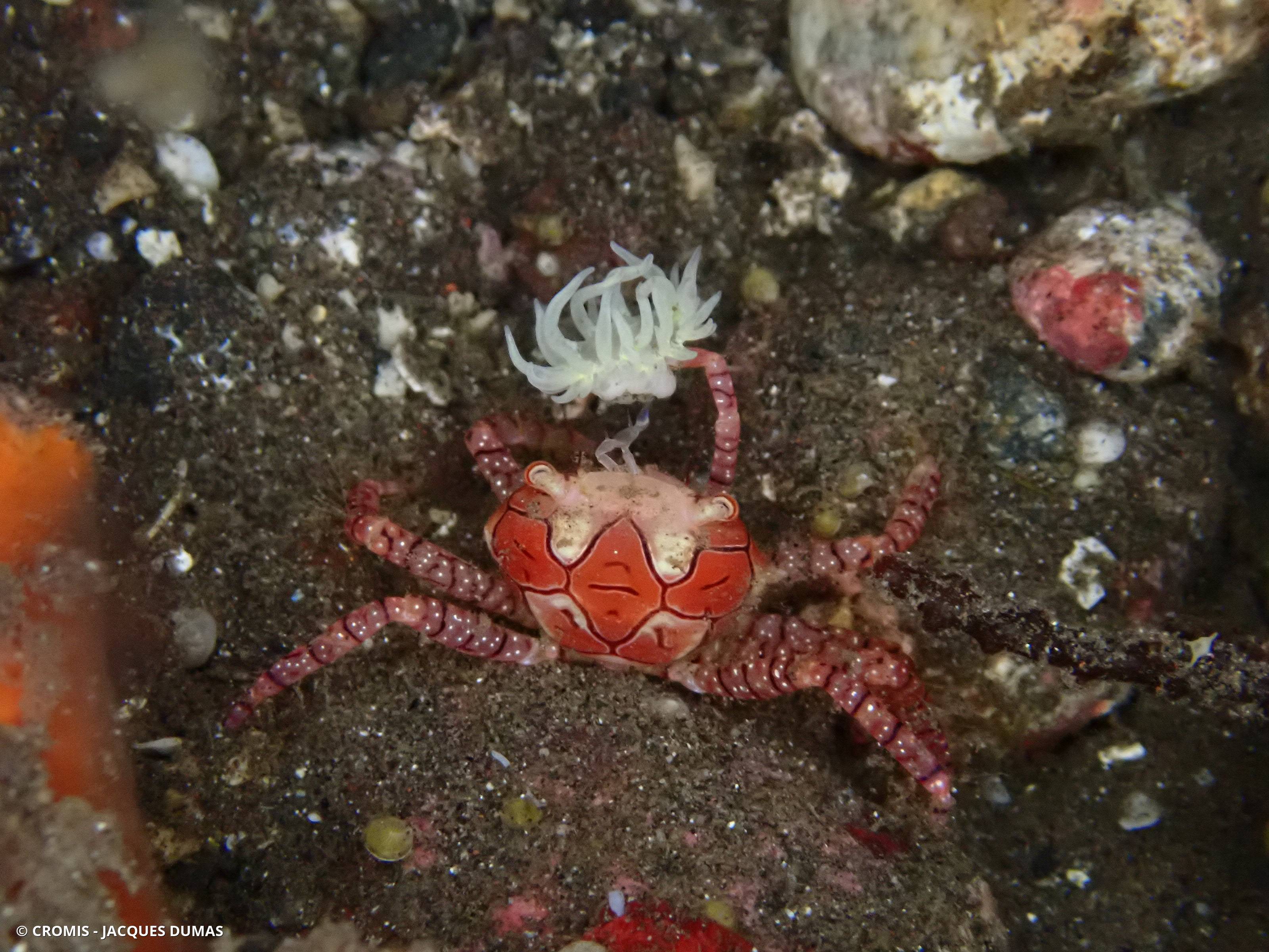 Crabe boxeur à mosaïque