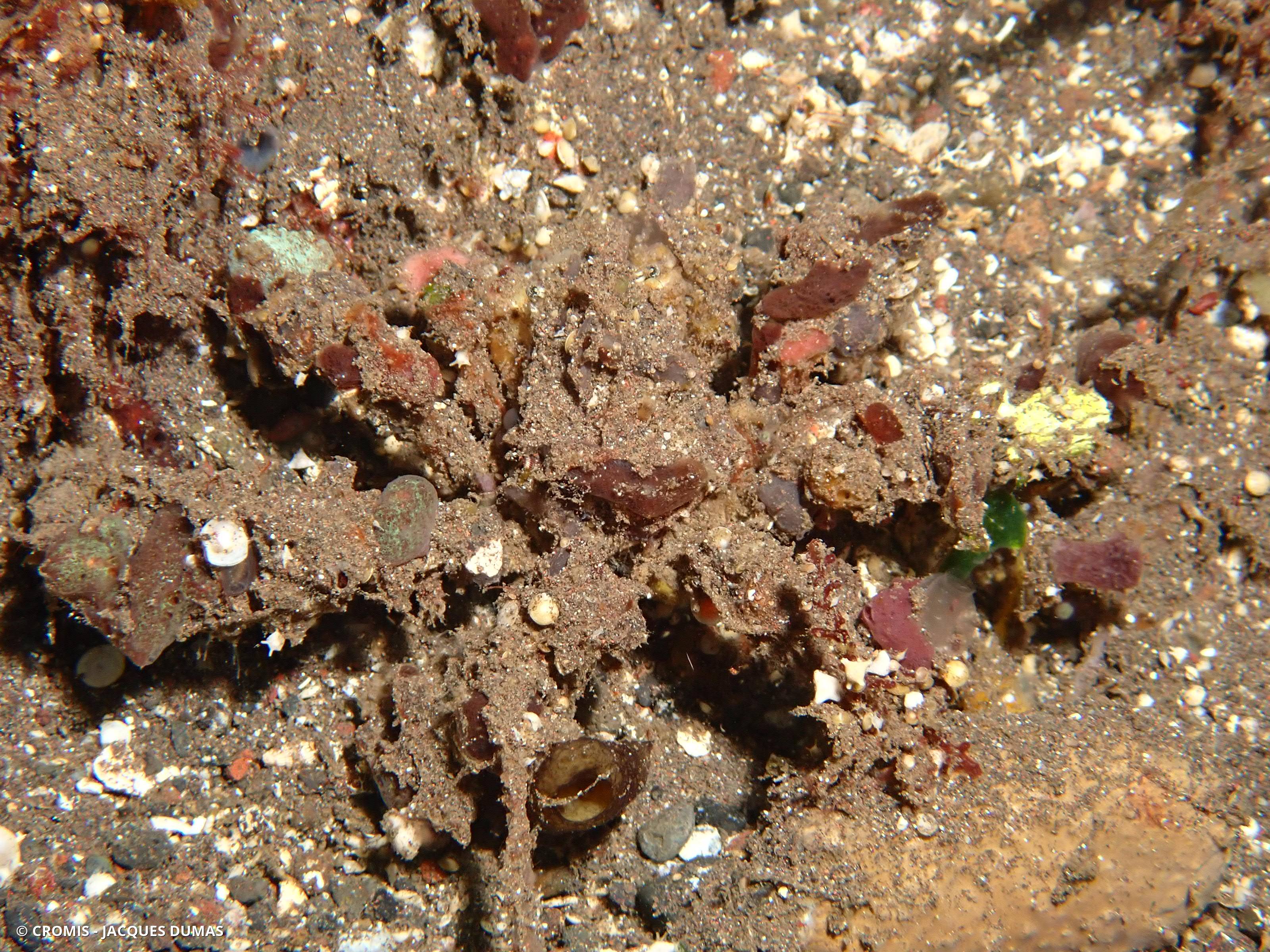 Crabe décorateur