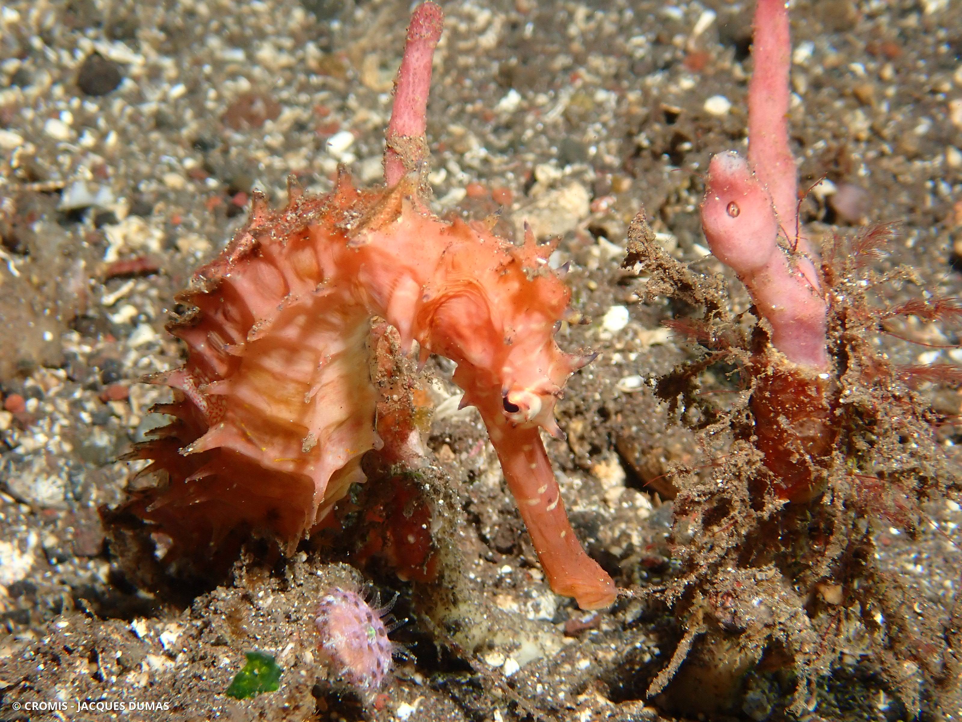 Hippocampe hérissé