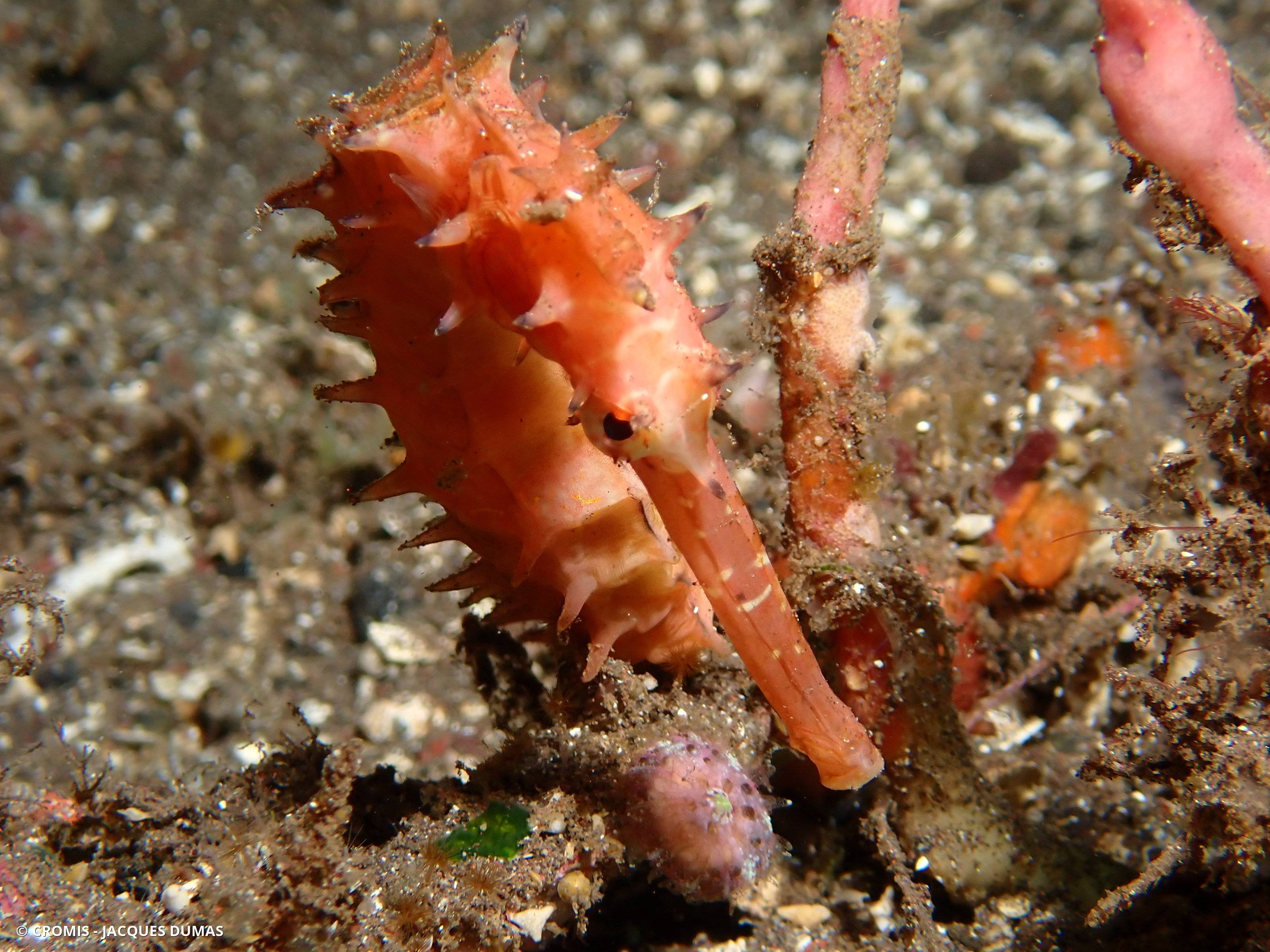 Hippocampe hérissé