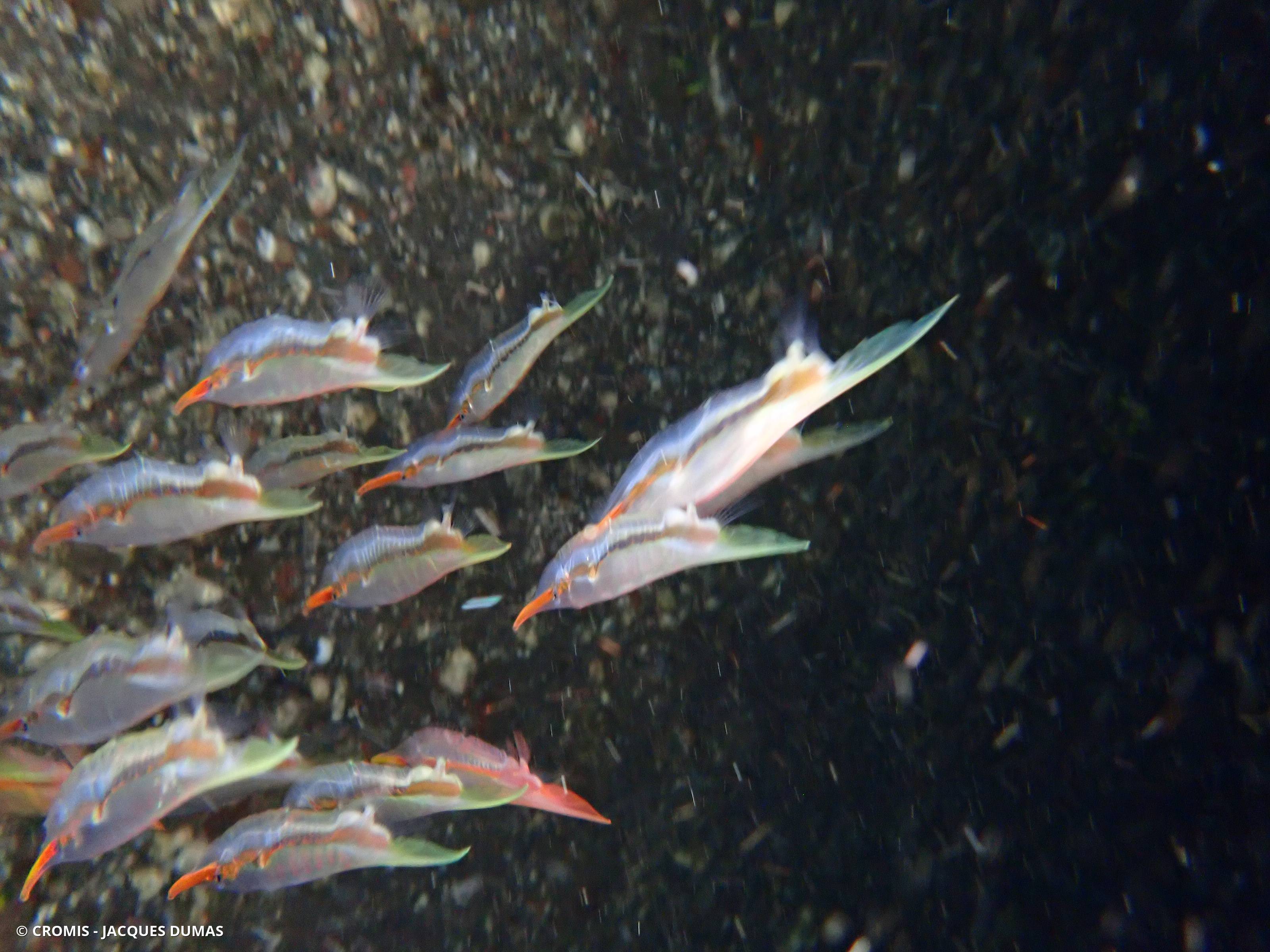 Poisson-couteau rigide