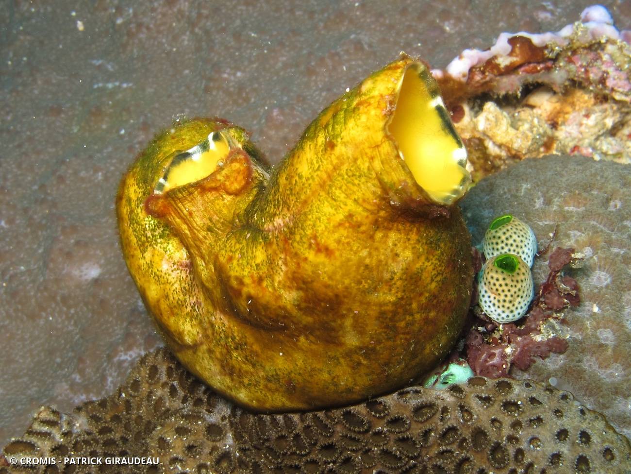 Polycarpe doré
