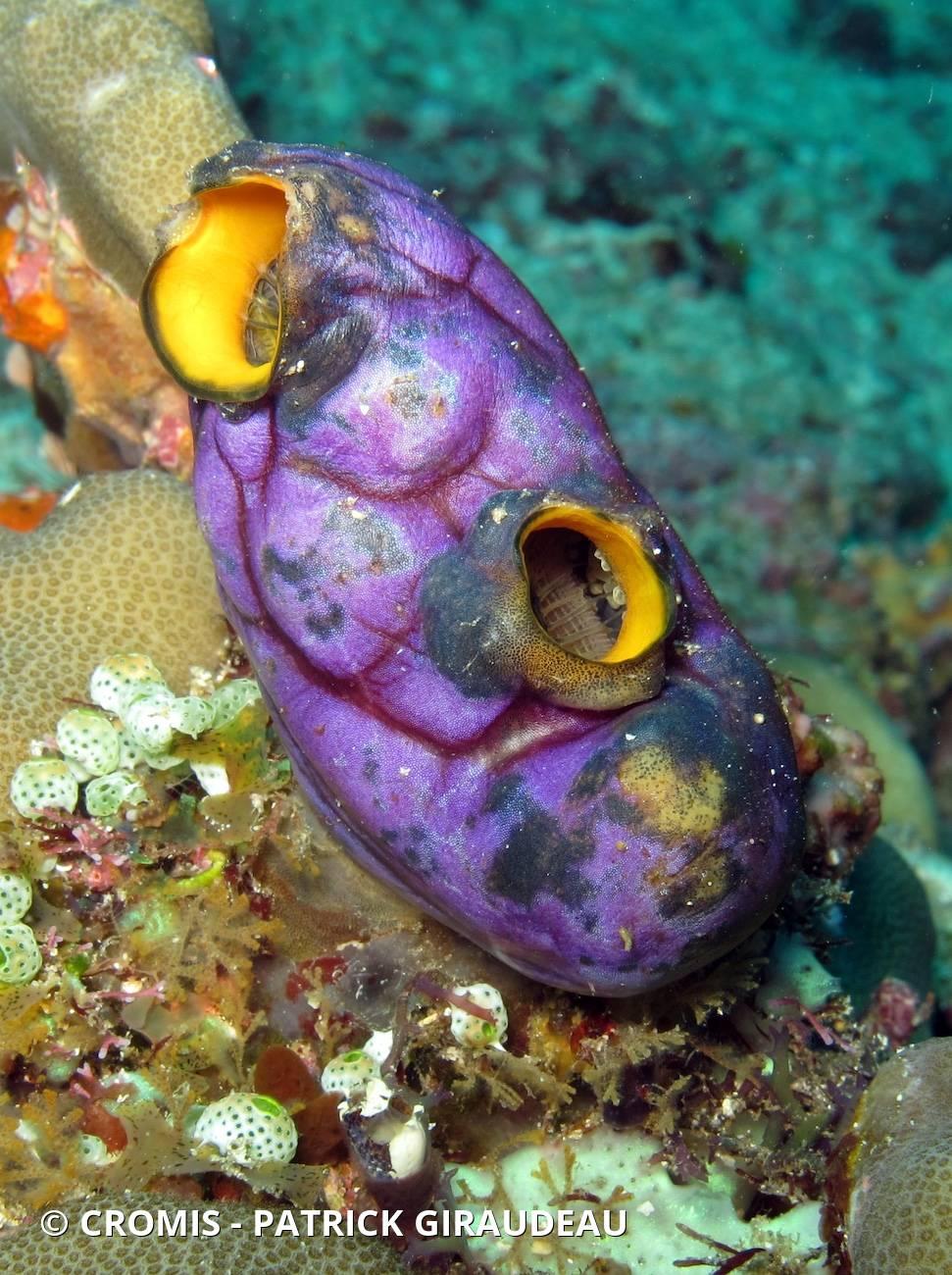 Polycarpe doré