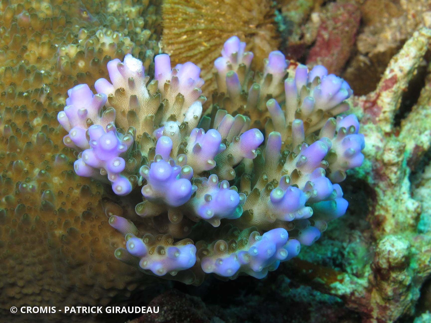 Acropore