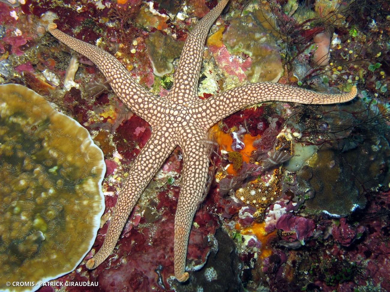 Etoile de mer réticulée