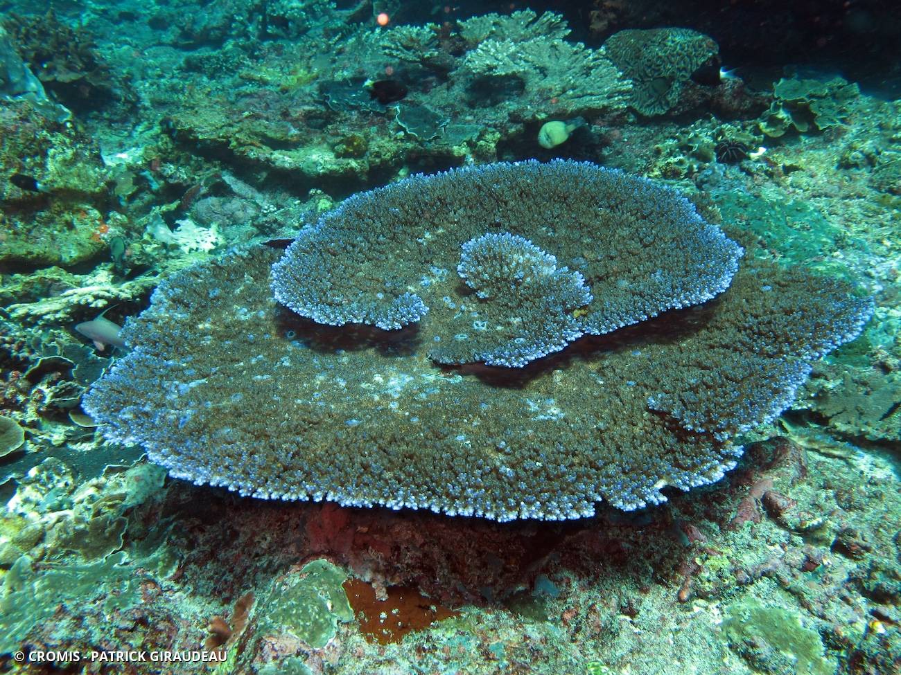 Acropore