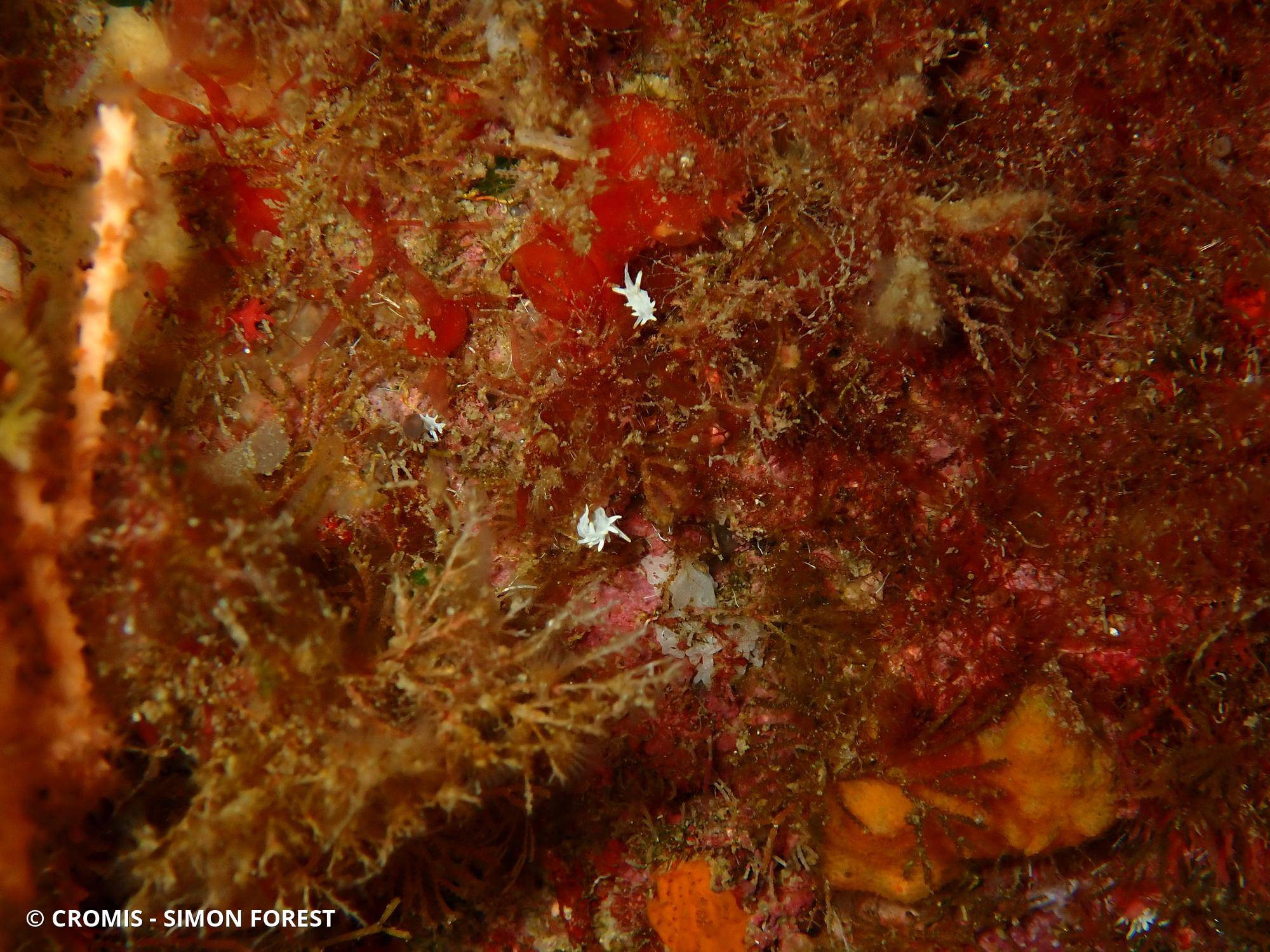 Petite doris de Pico