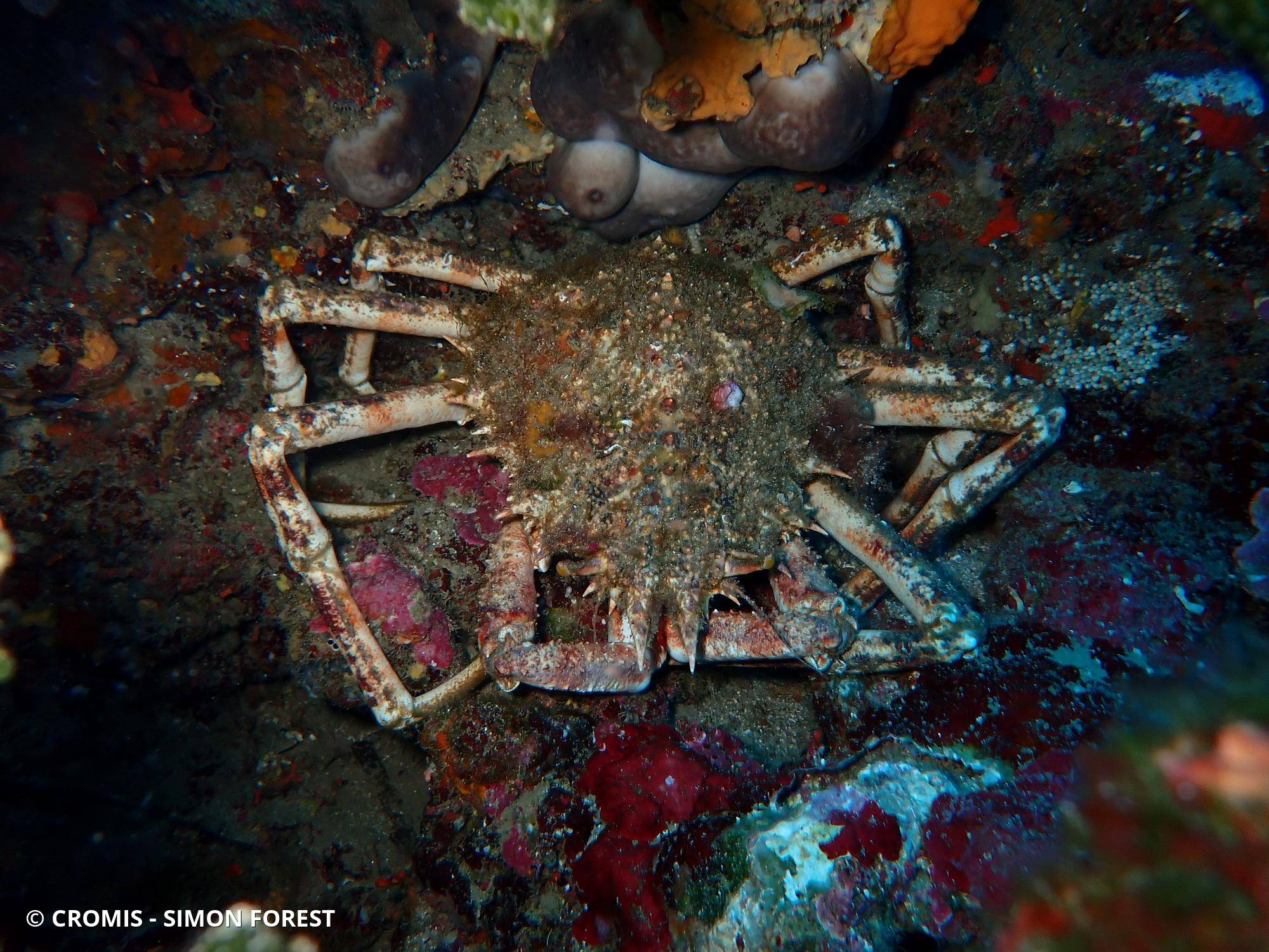 Grande araignée de Méditerranée