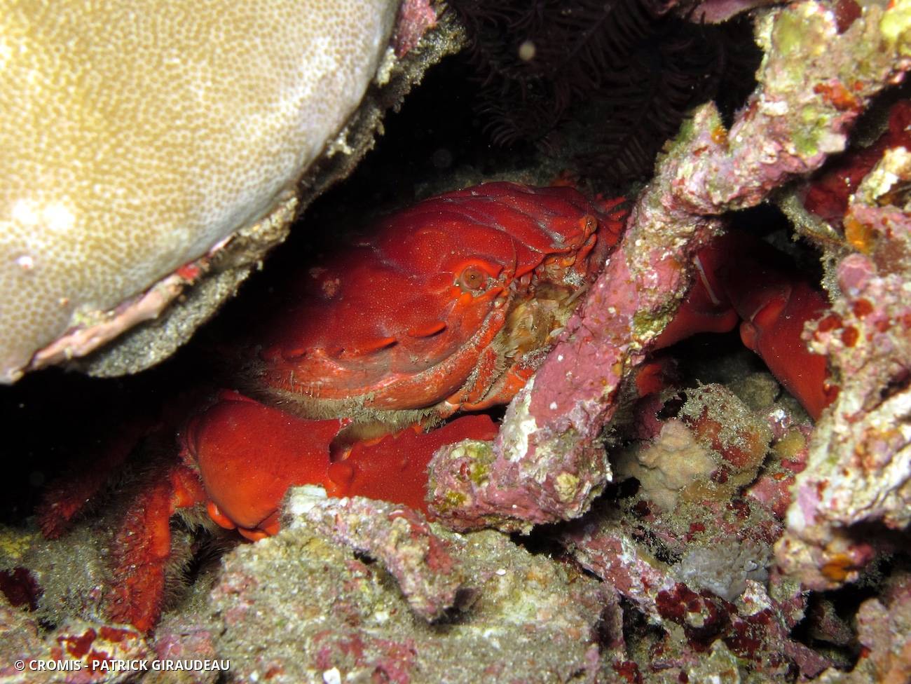 Crabe splendide