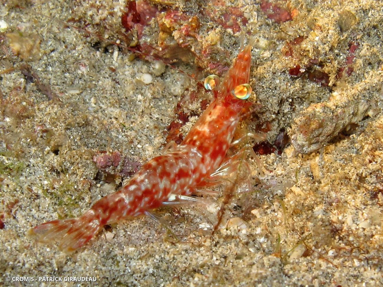 Crevettes danseuses Indo-Pacifiques