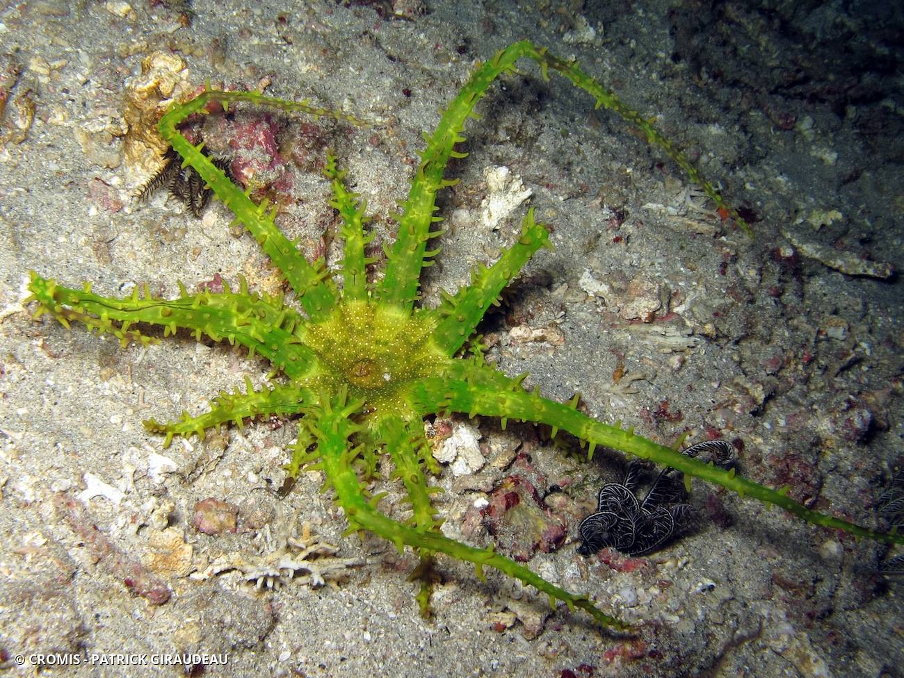Anémone couronne d'épines