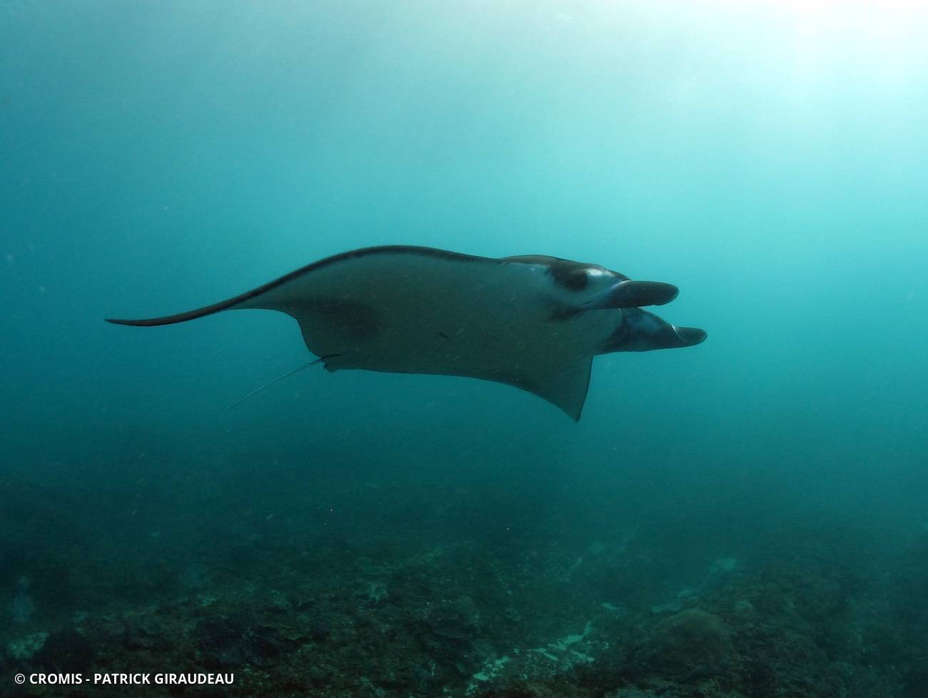 Manta des récifs