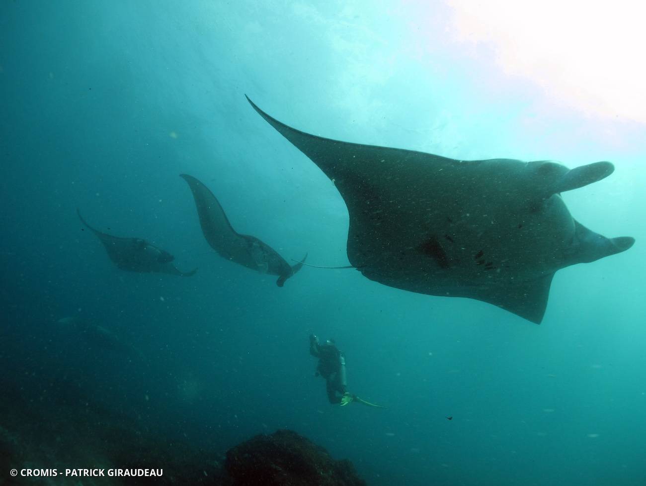 Manta des récifs