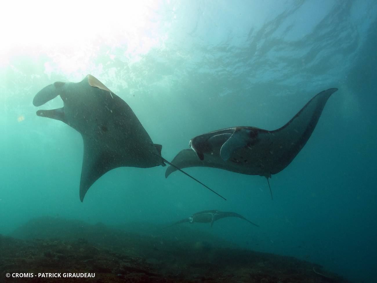 Manta des récifs