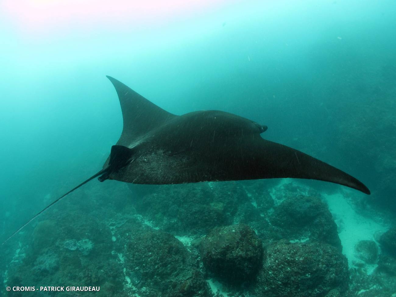 Manta des récifs