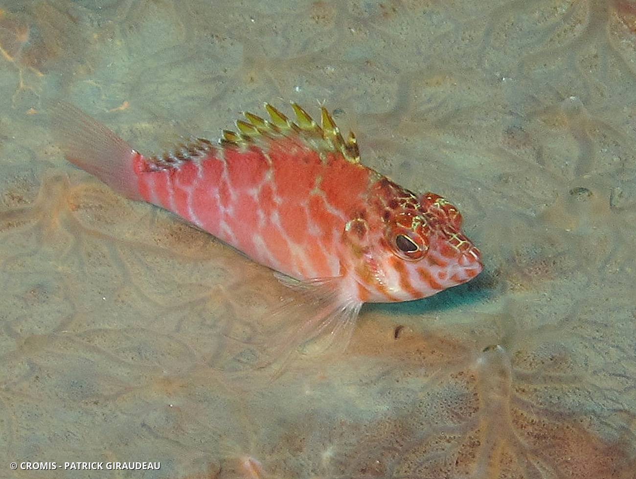 Poisson-faucon tacheté