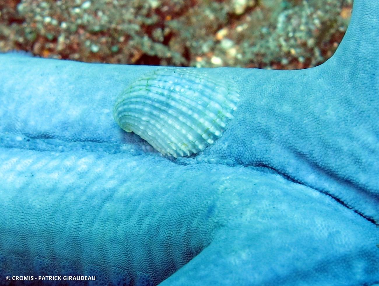Thyca cristalline