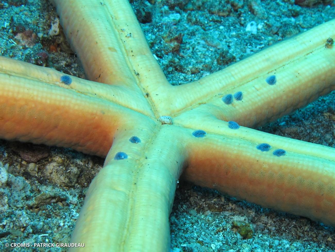 Thyca cristalline