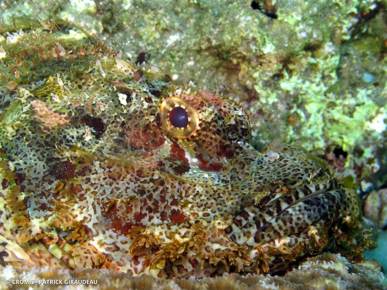 Poisson-scorpion à houppes
