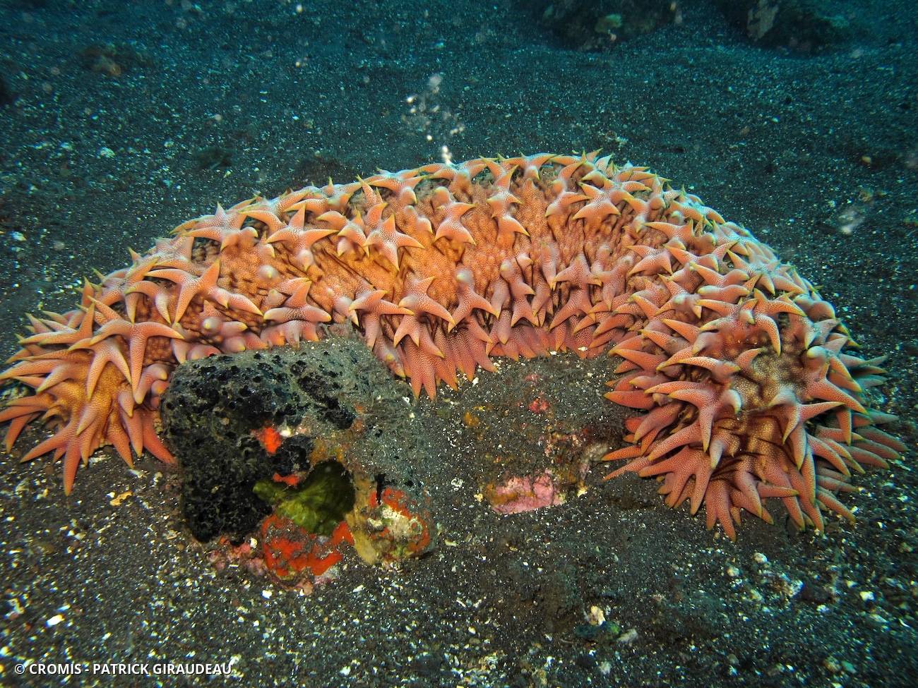 Concombre de mer épineux