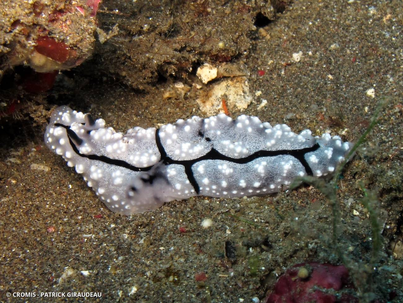 Phyllidiopsis de Krempf