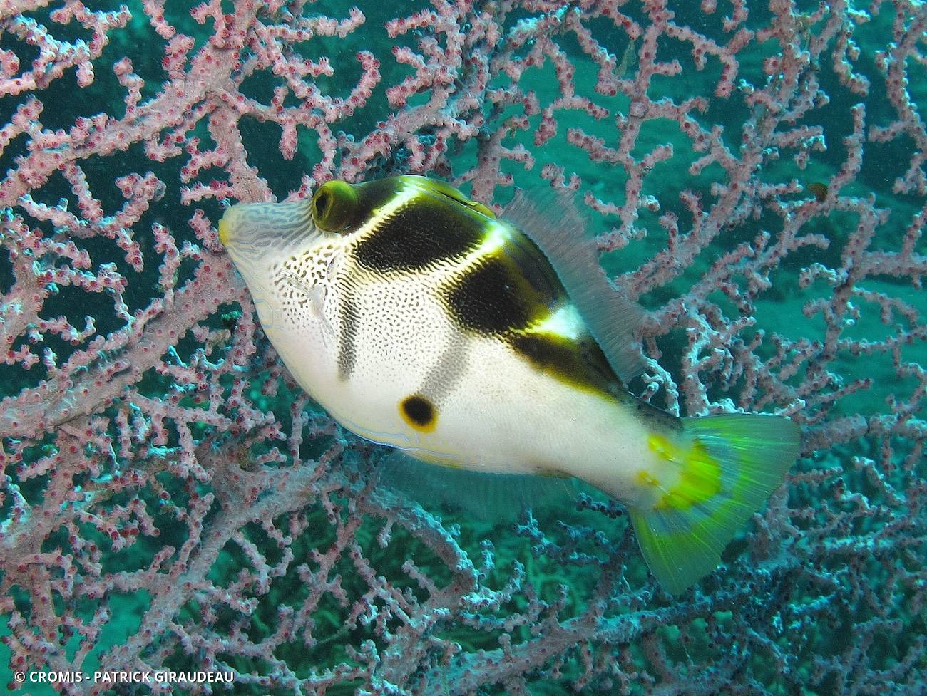 Canthigaster couronné du Pacifique