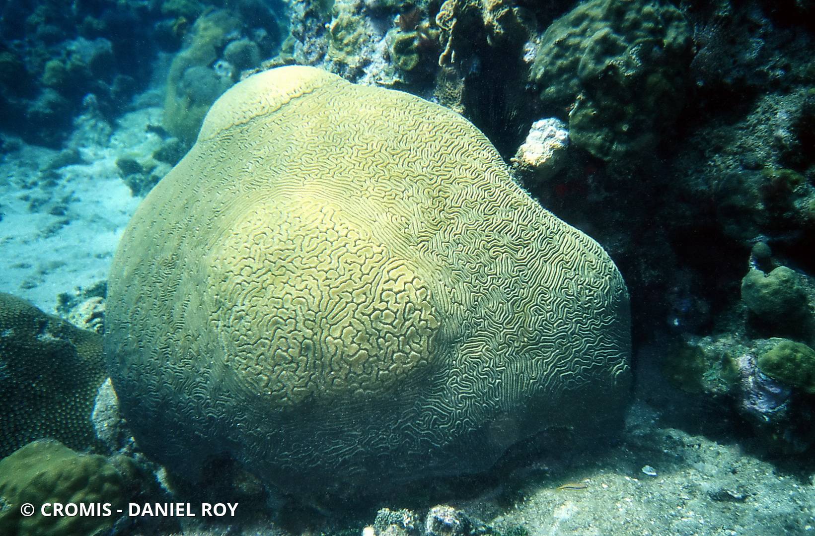 Corail cerveau de Neptune