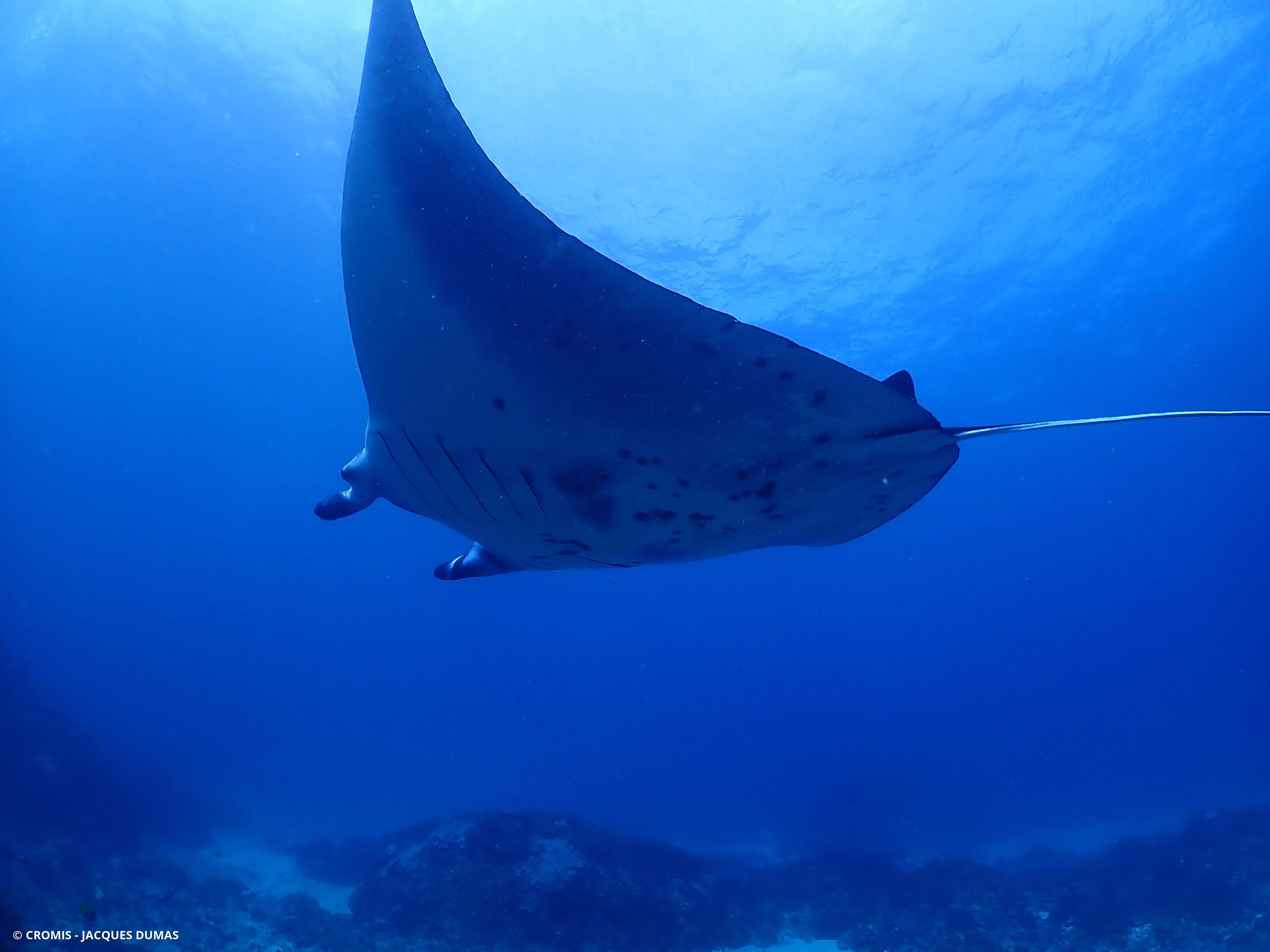 Manta géante