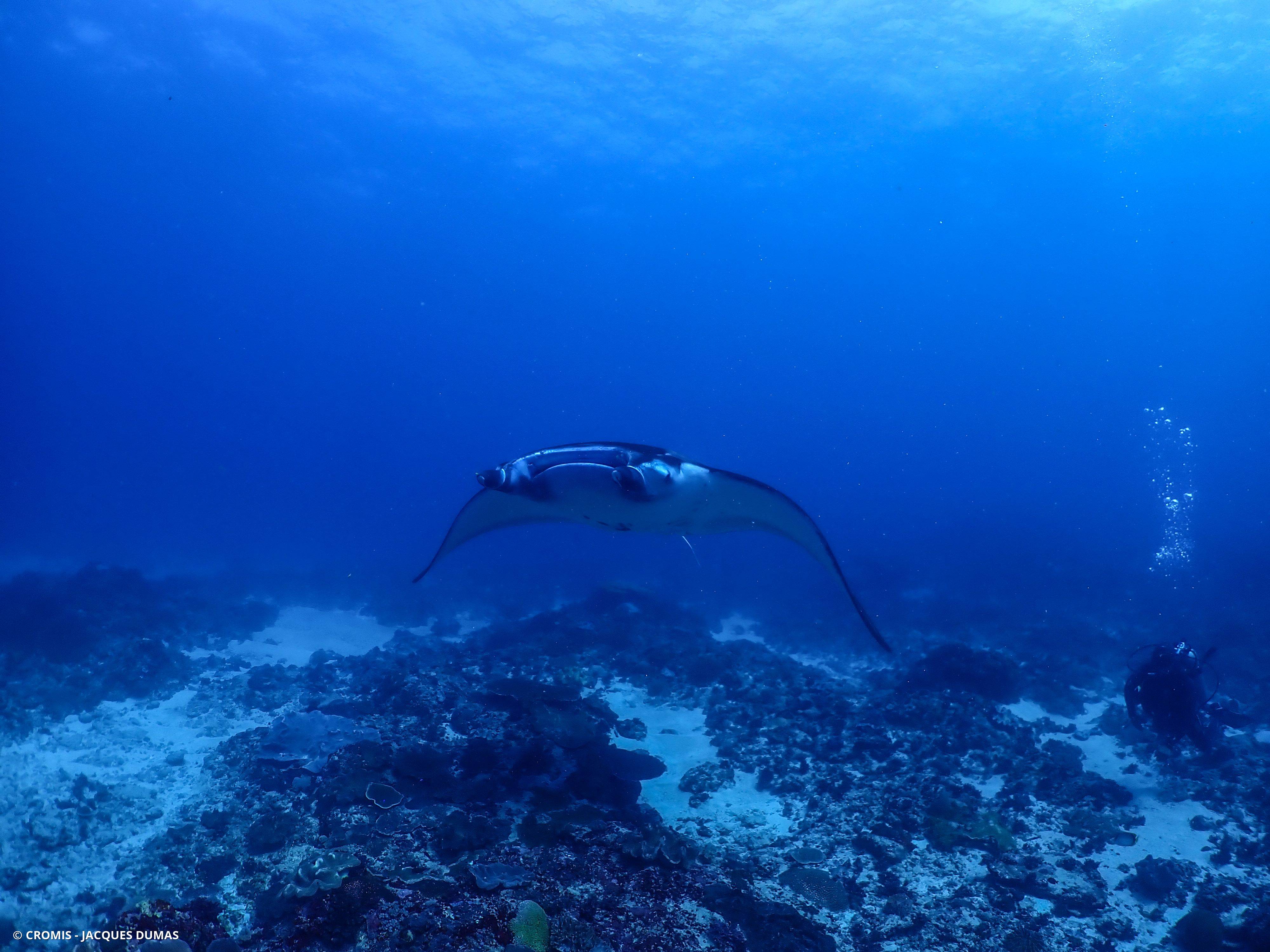 Manta géante