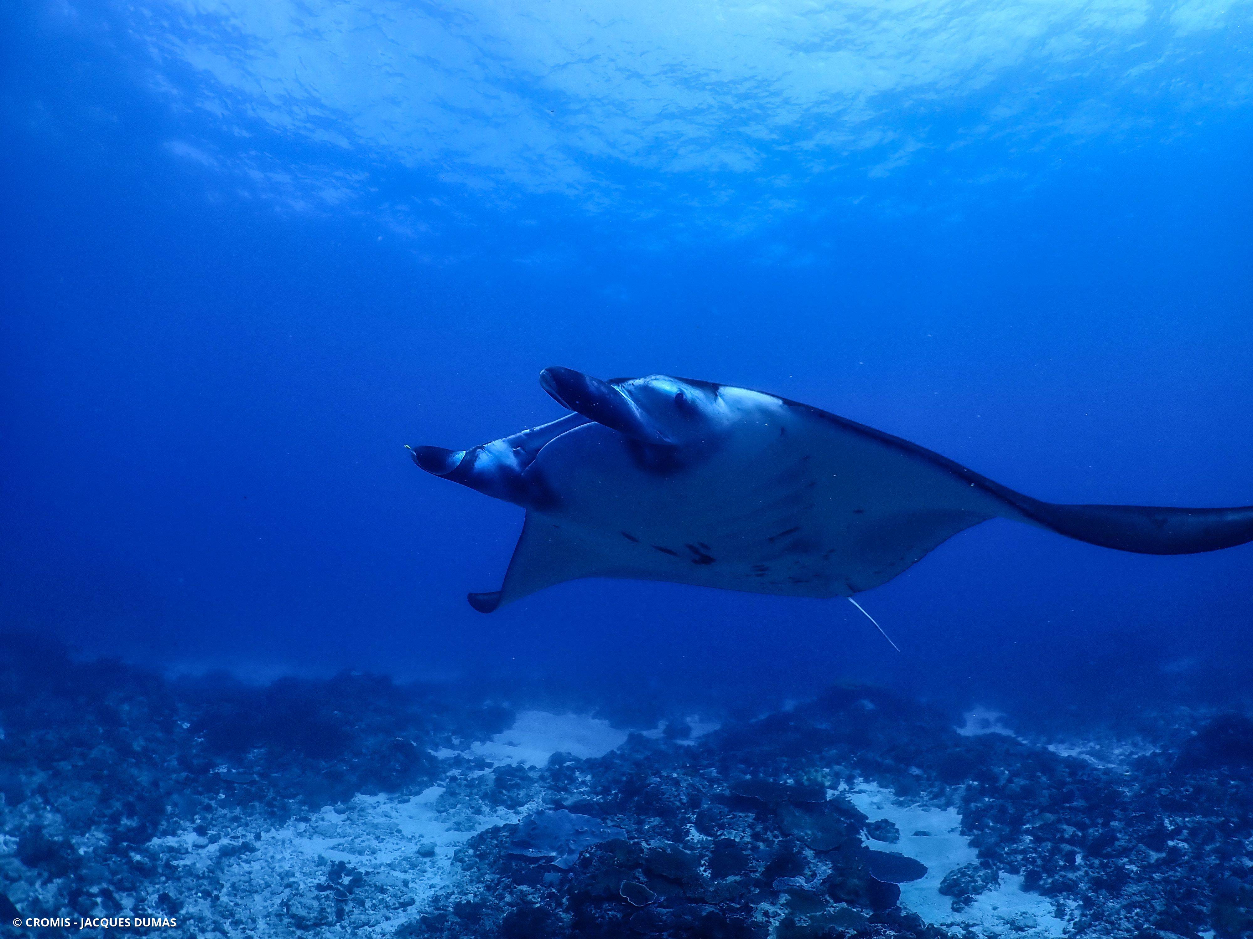 Photo 4 sur 32 : Manta géante