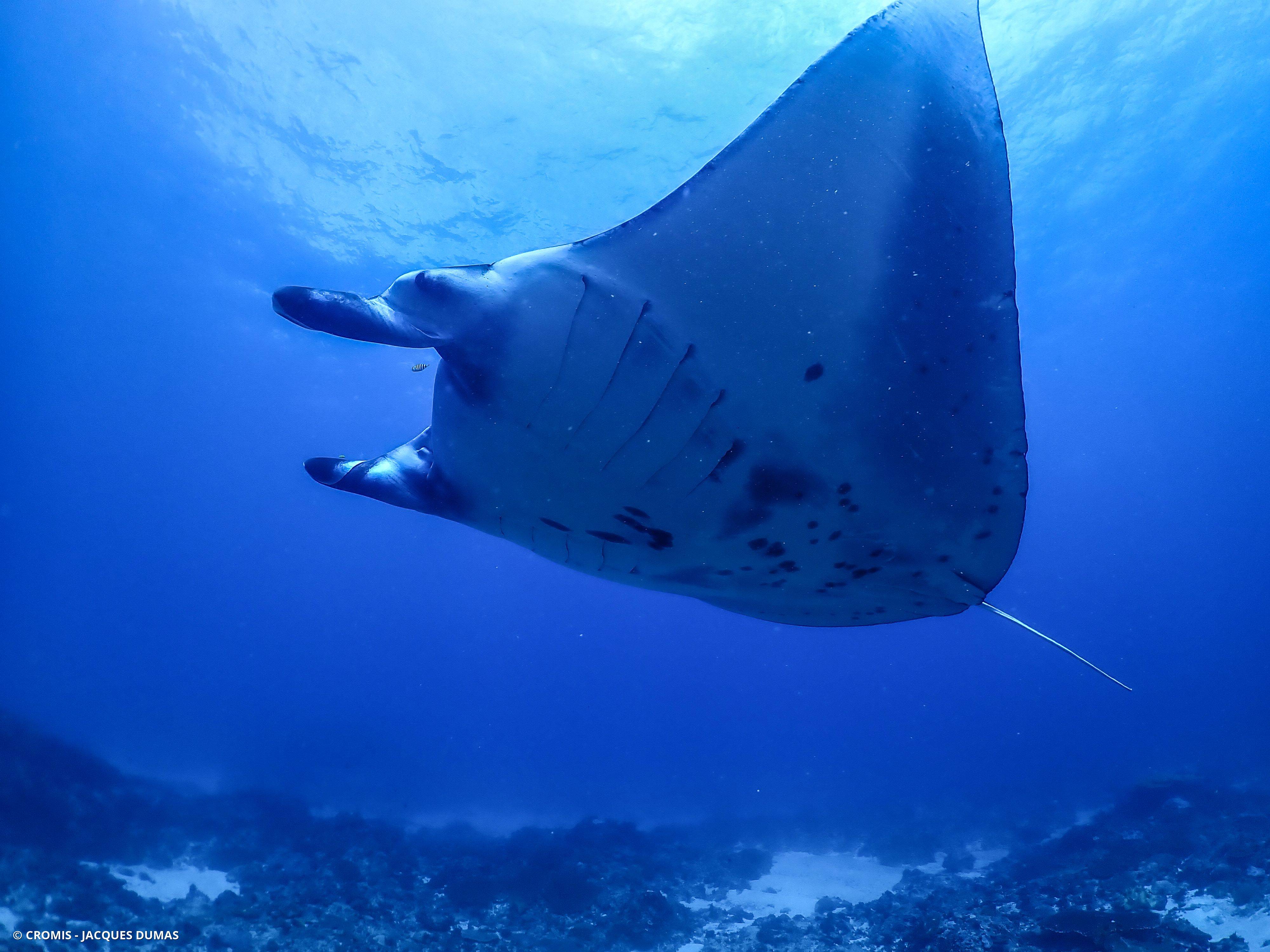 Manta géante