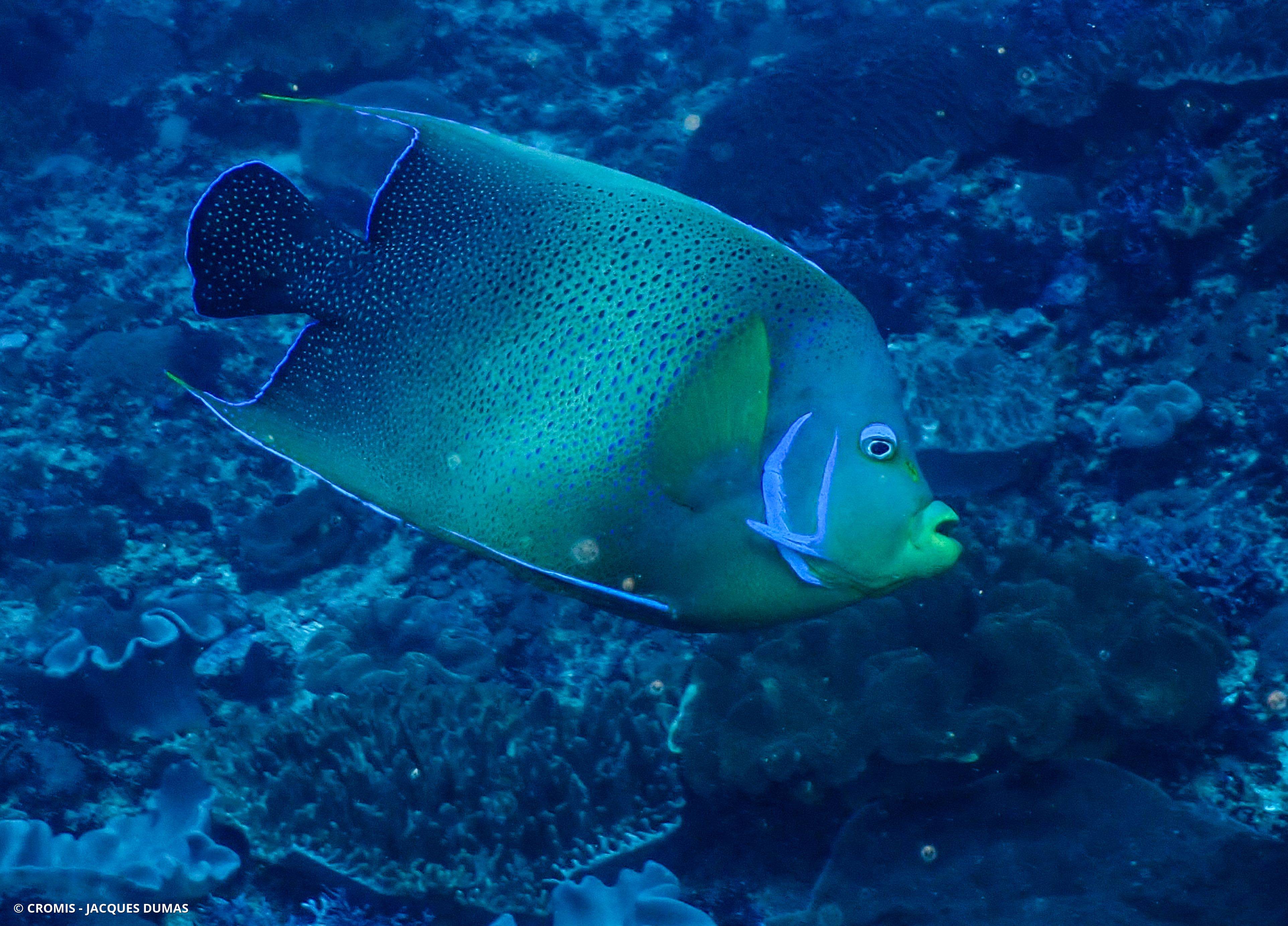 Poisson-ange à demi-cercles