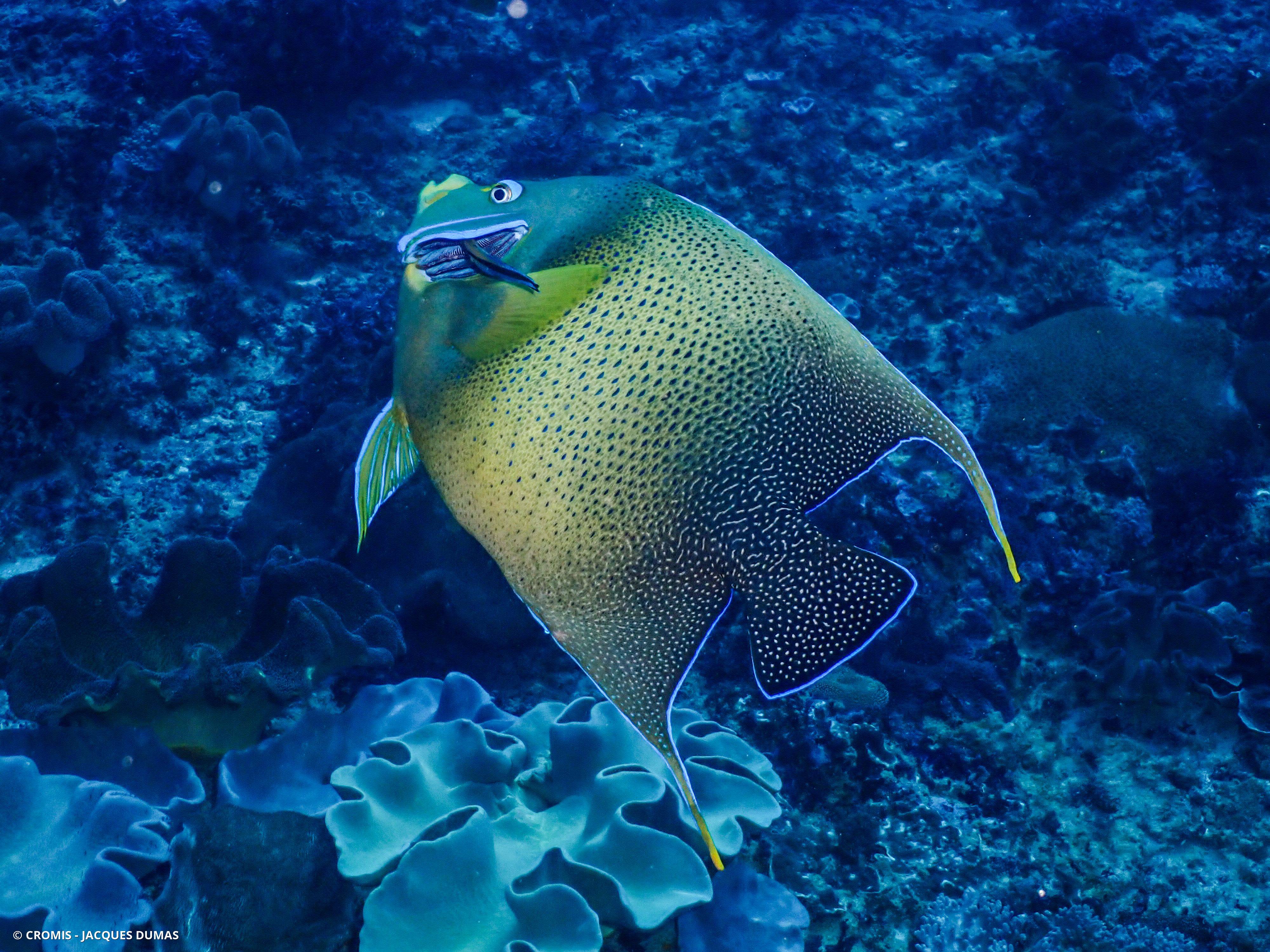 Poisson-ange à demi-cercles