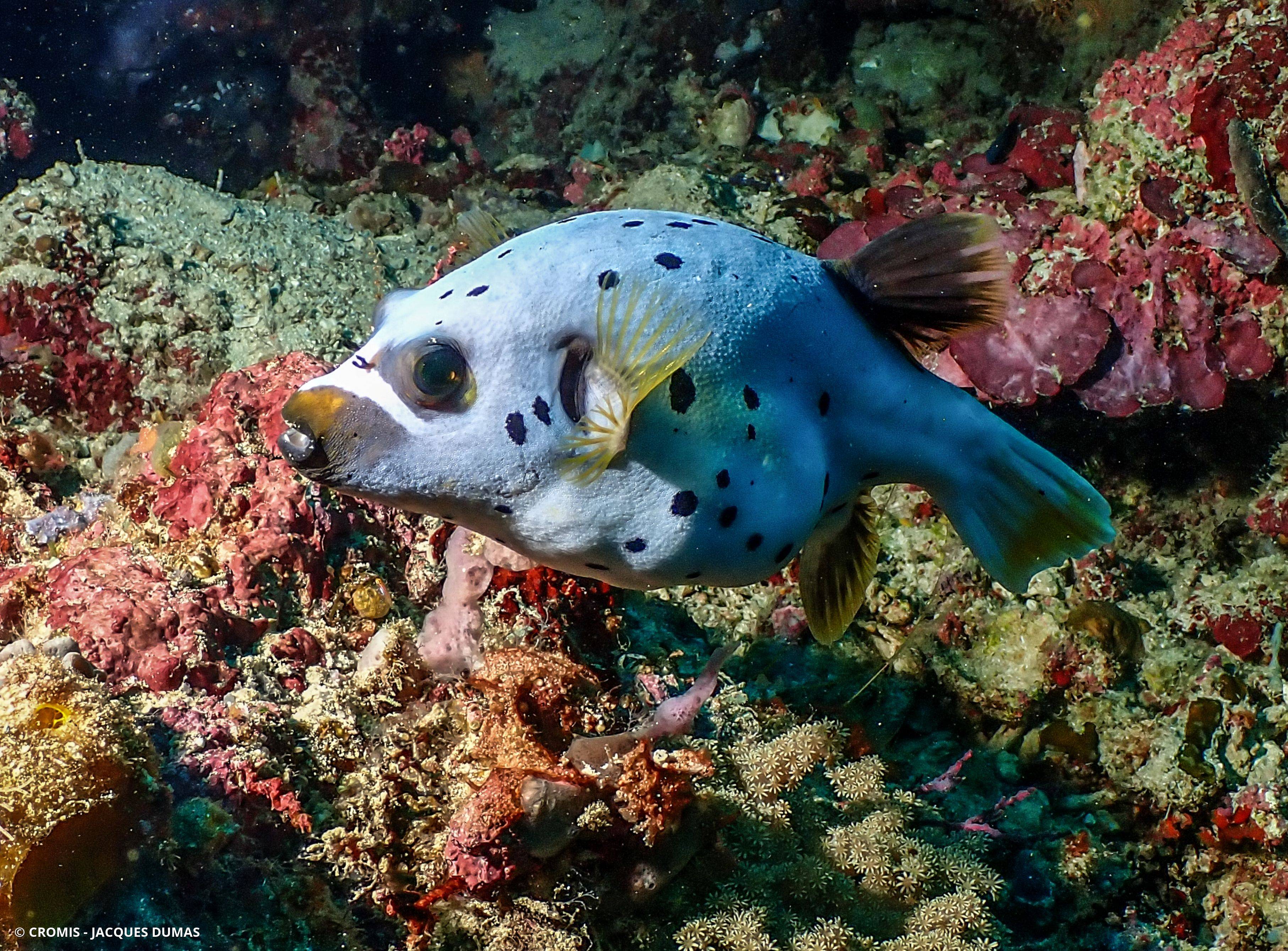 Poisson-ballon à taches noires