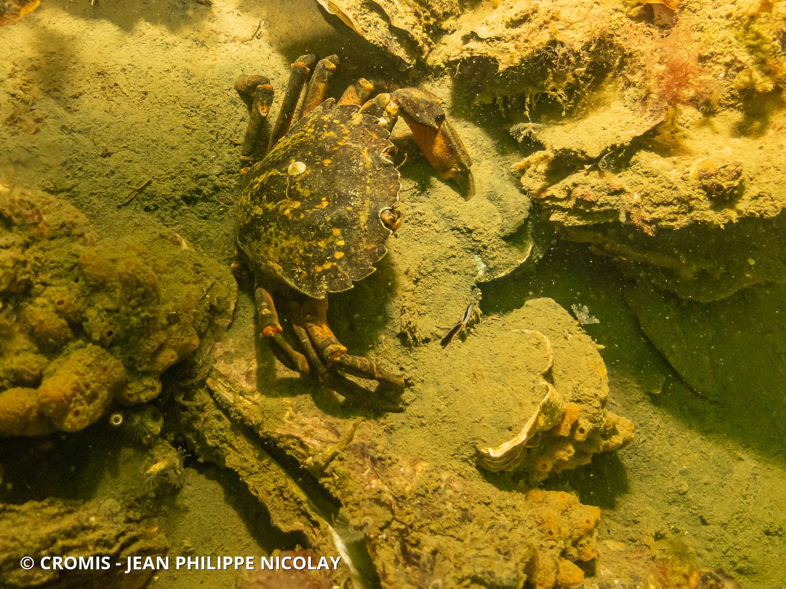 Crabe vert