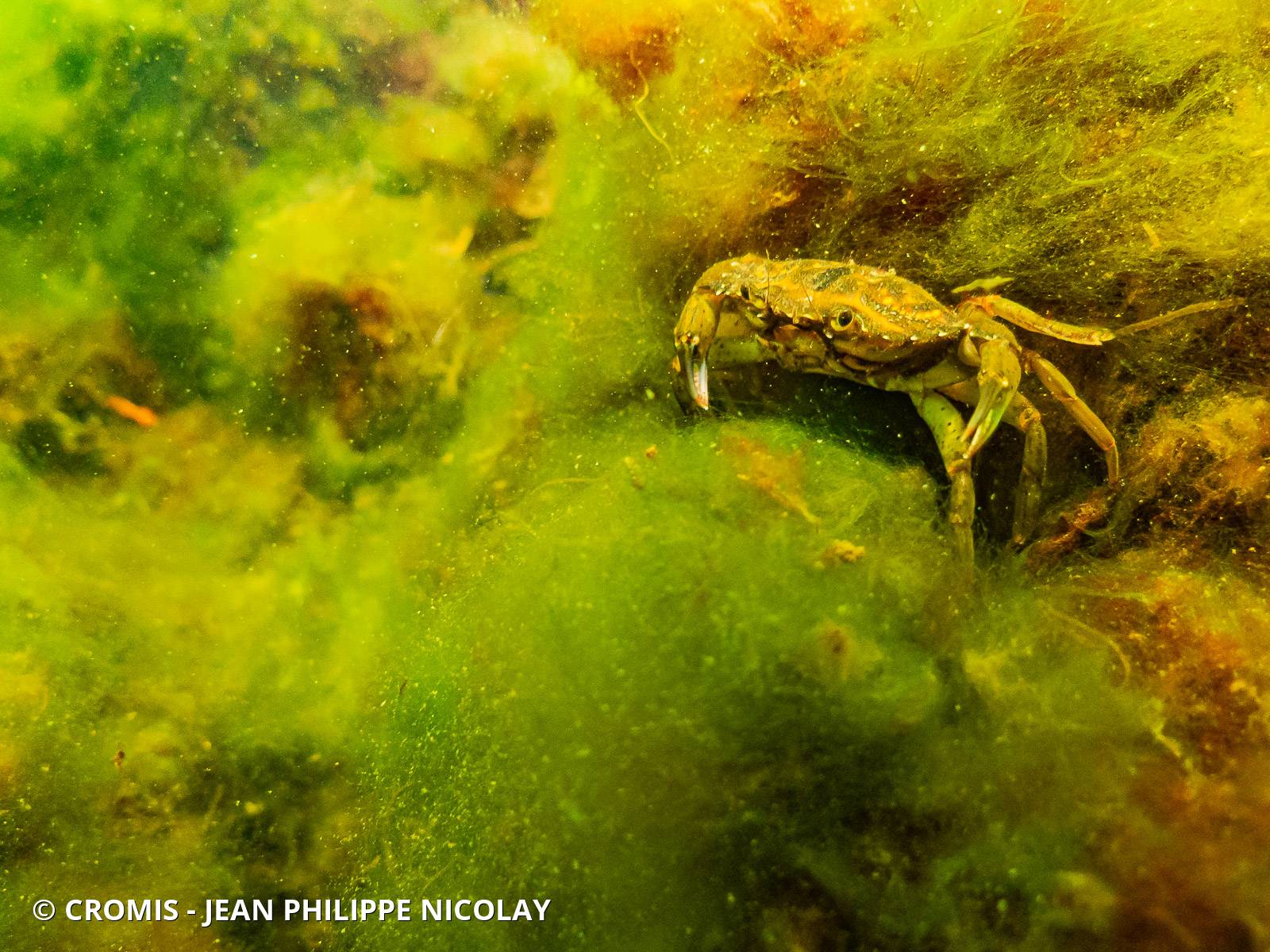 Crabe vert
