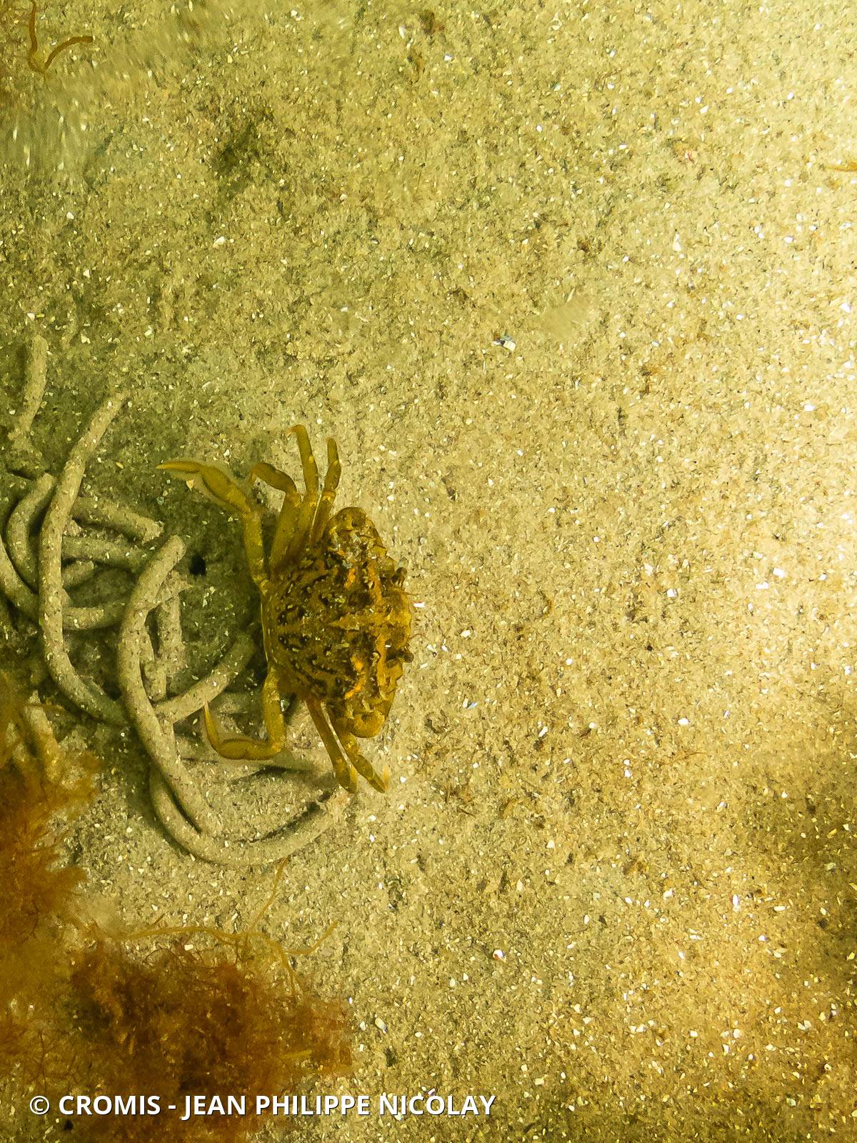 Crabe vert