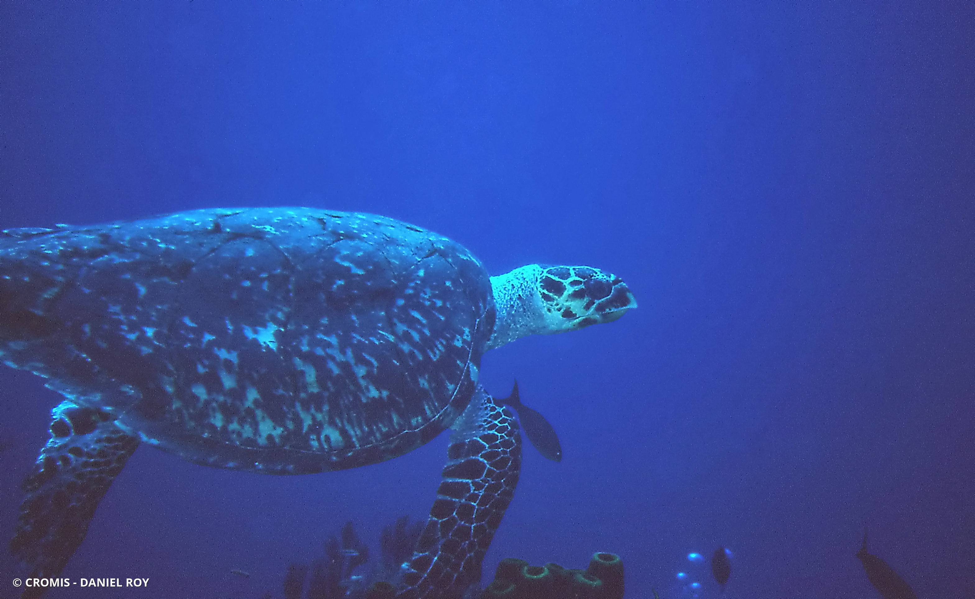 Tortue imbriquée