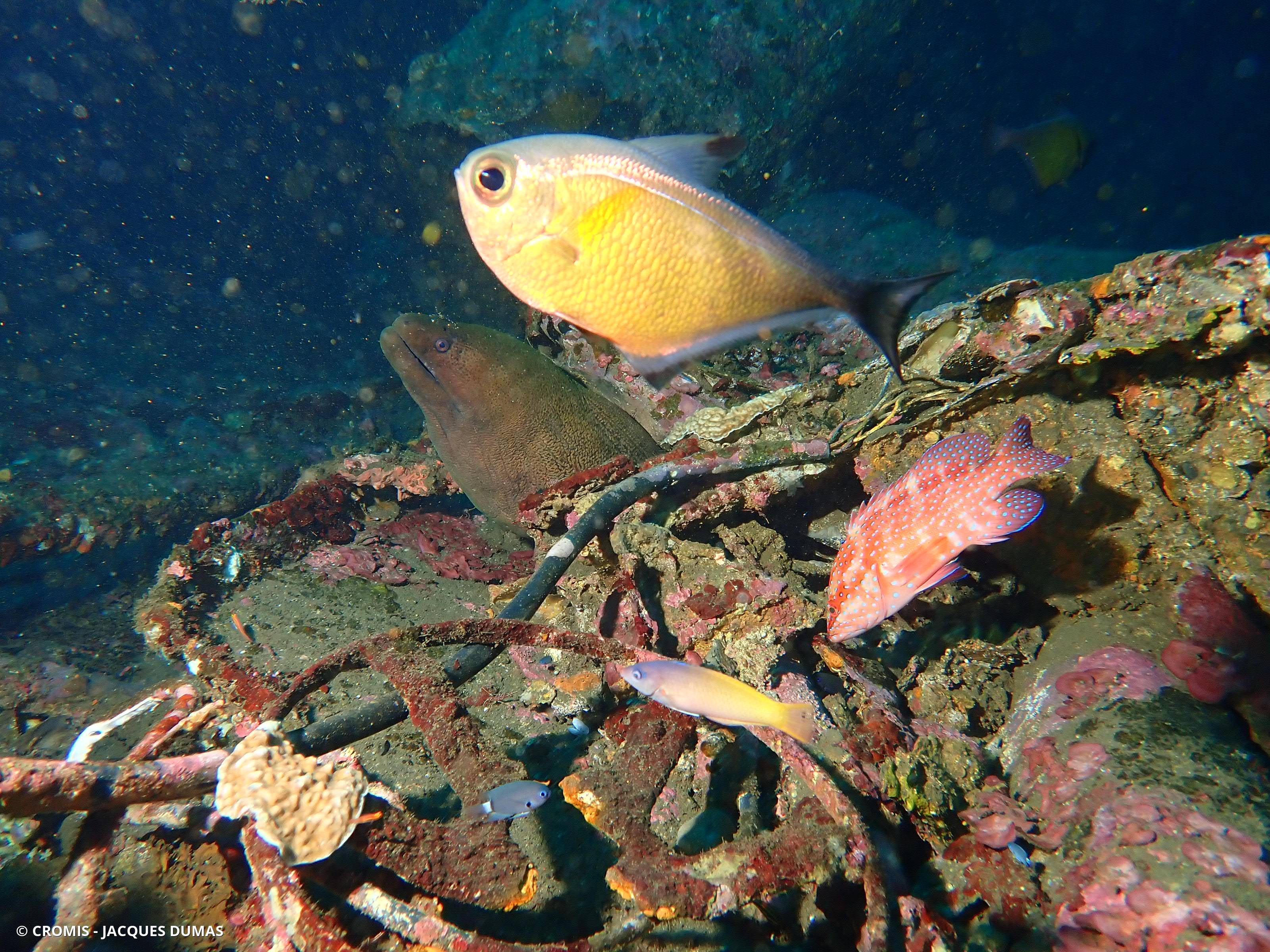 Poisson-hachette