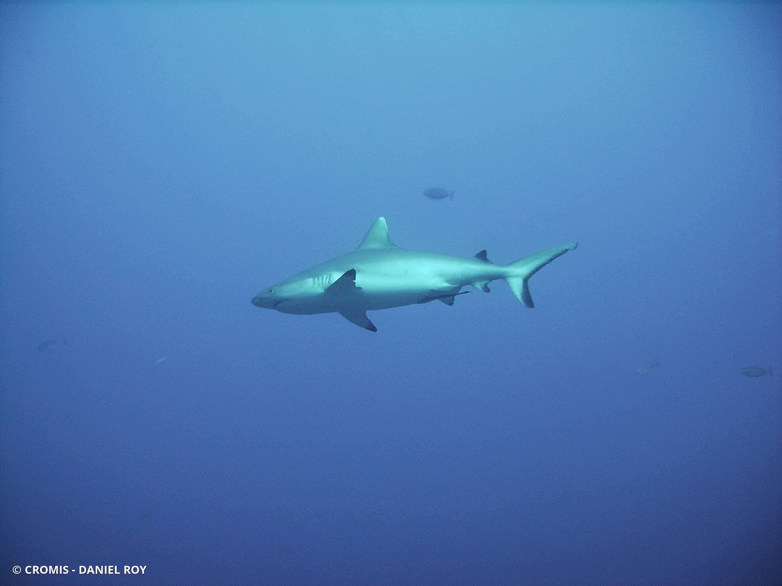 Requin gris de récif