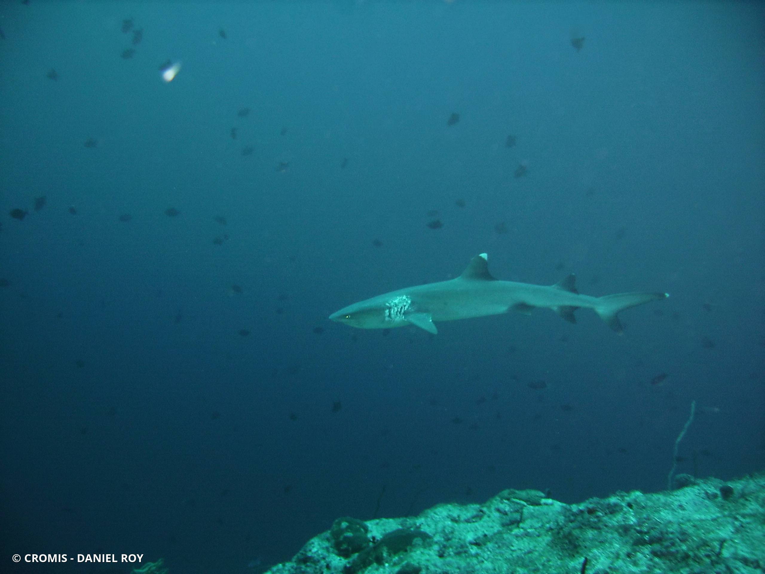 Requin corail