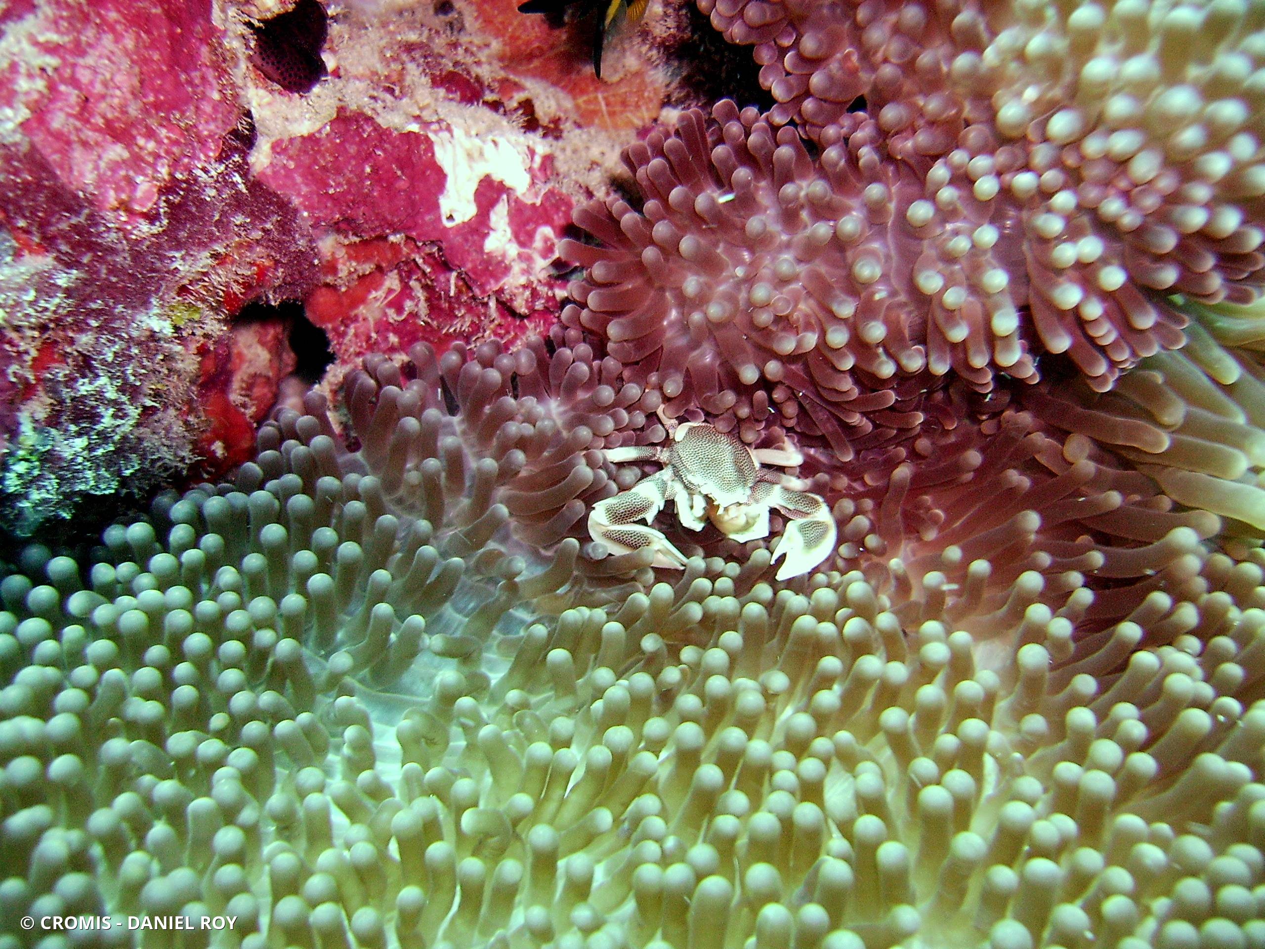Crabe porcelaine