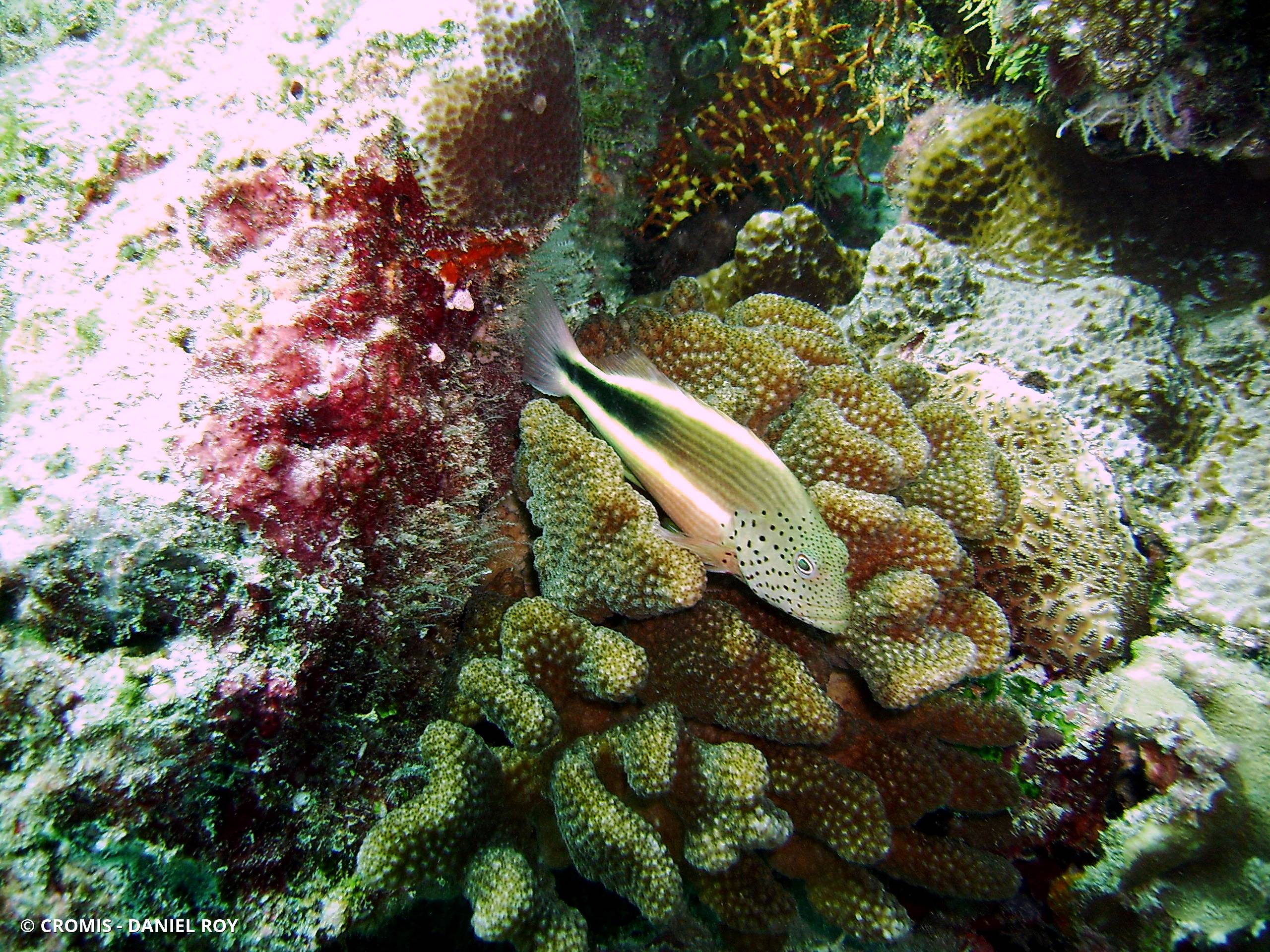 Poisson-faucon à taches de rousseur