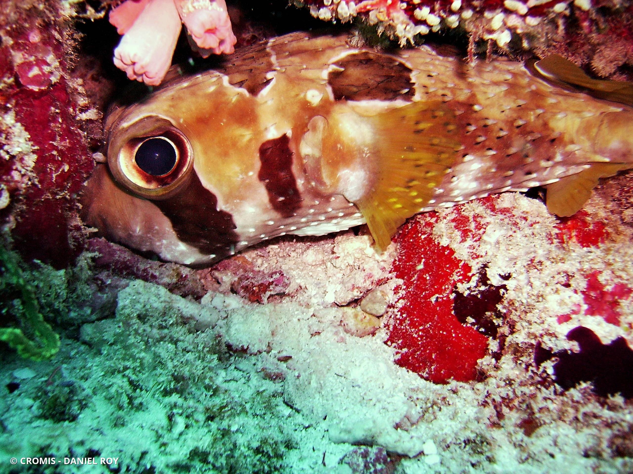 Poisson-porc-épic à taches auréolées
